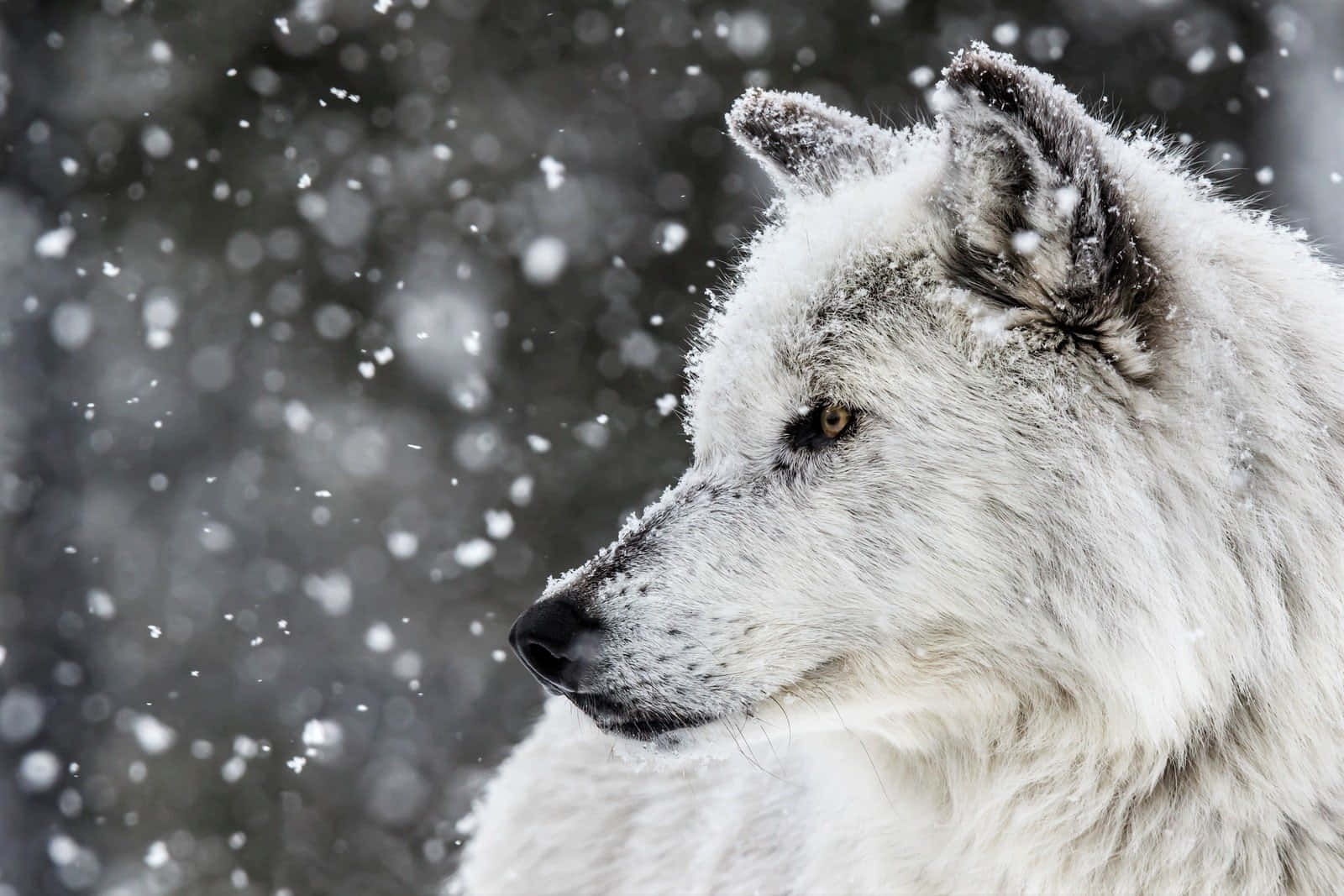 Wolf In Winter 桌布 壁紙 — 一隻雄偉的白狼，毛皮上沾滿雪花，在模糊的雪林背景下凝視著。