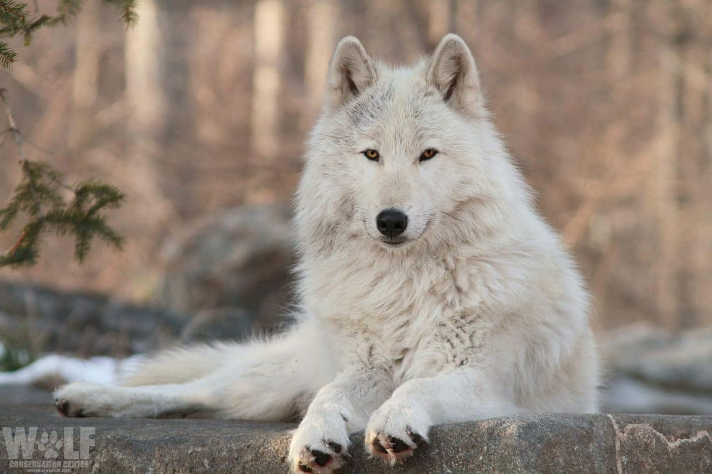 Beautiful Wolf 桌布 壁紙 — 一隻雄偉的白狼警覺地棲息在陽光普照的森林中的岩石架上，背景是模糊的樹木。