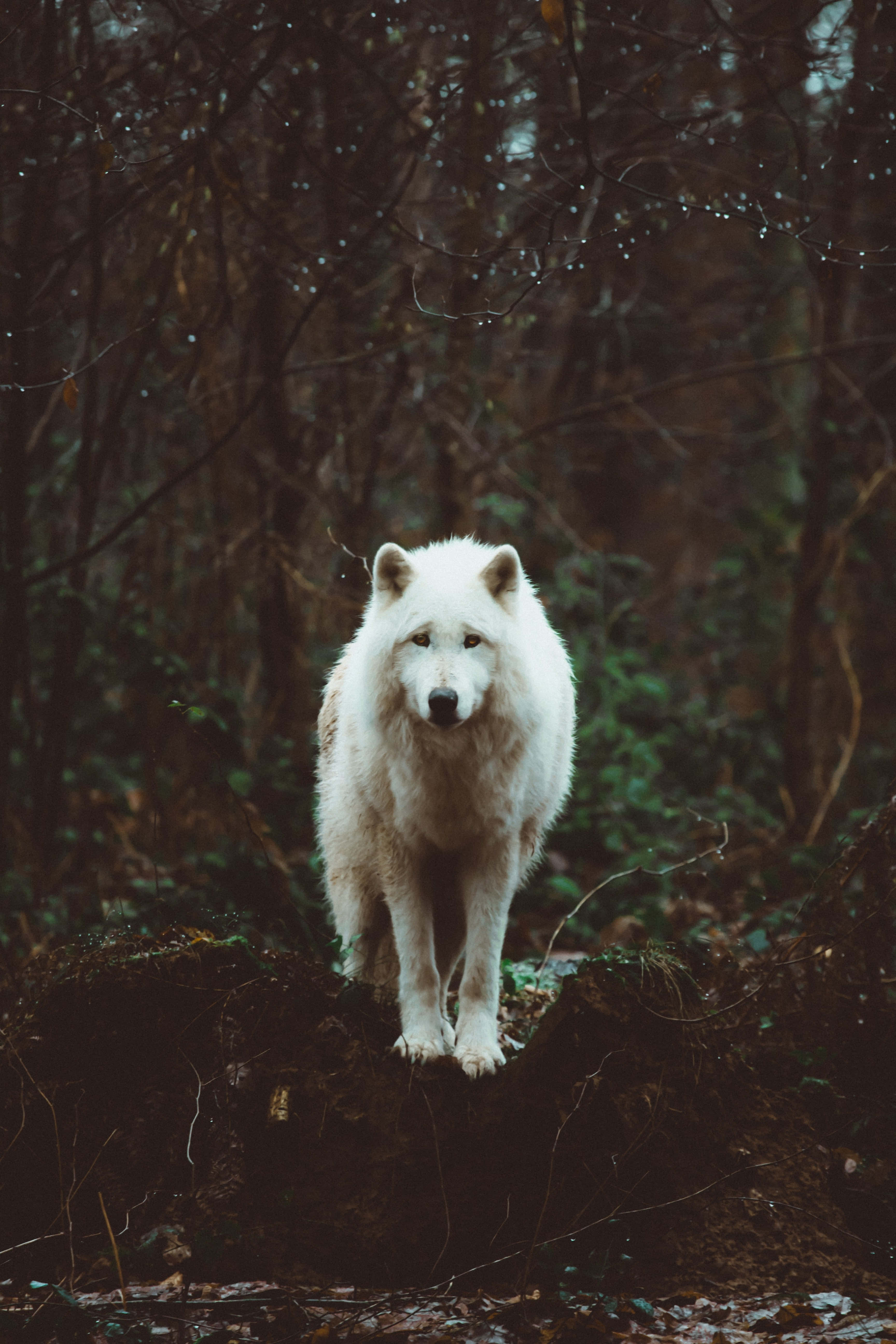 Lone Wolf 桌布 壁紙 — 一隻雄偉的白狼警覺地站在長滿苔蘚的木頭上，身處迷霧籠罩、落葉滿地、枝條光禿的森林中。
