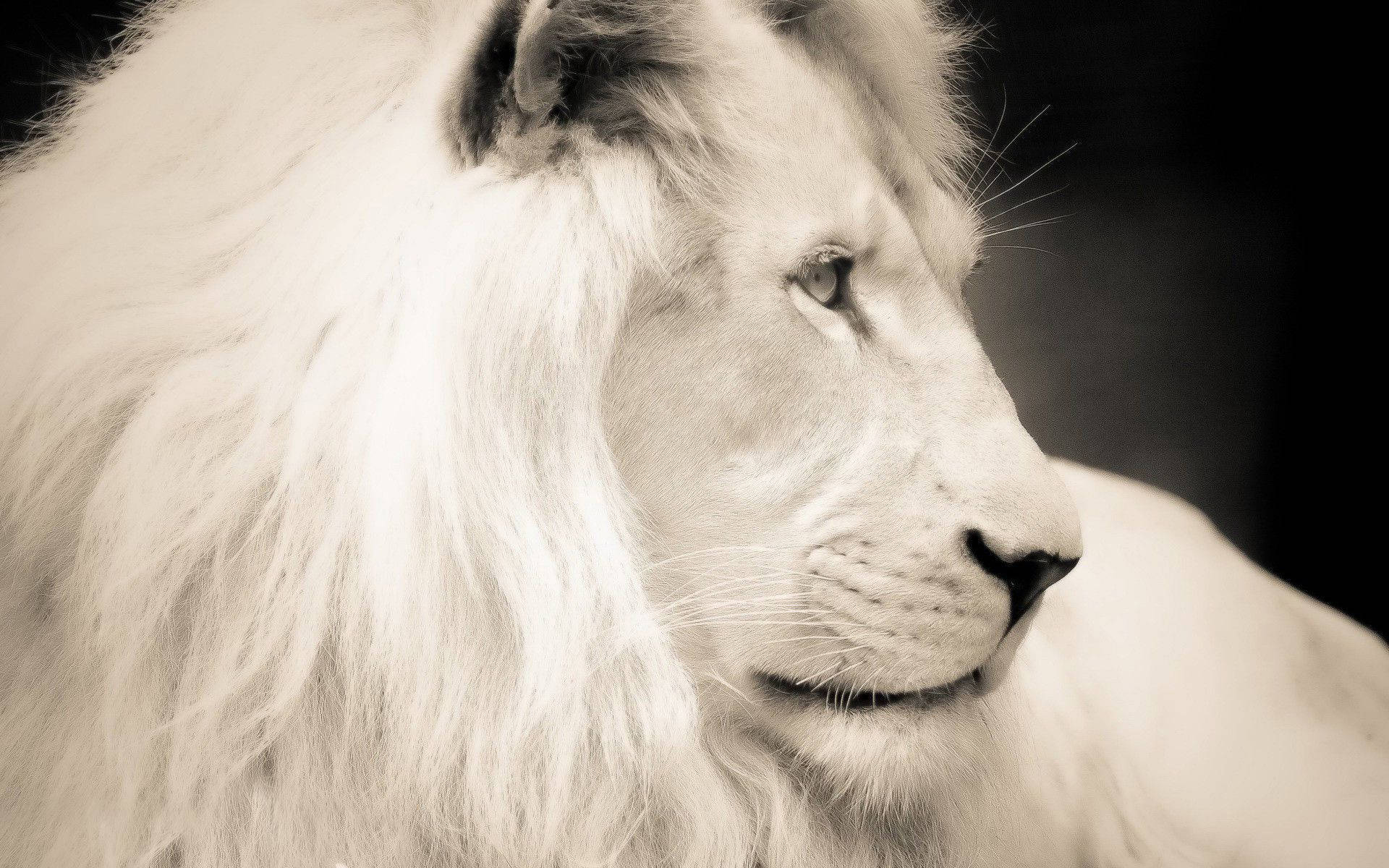 White Lion 桌布 壁紙 — 一隻雄偉的白獅側面，毛髮柔軟，眼神銳利，背景為深色。