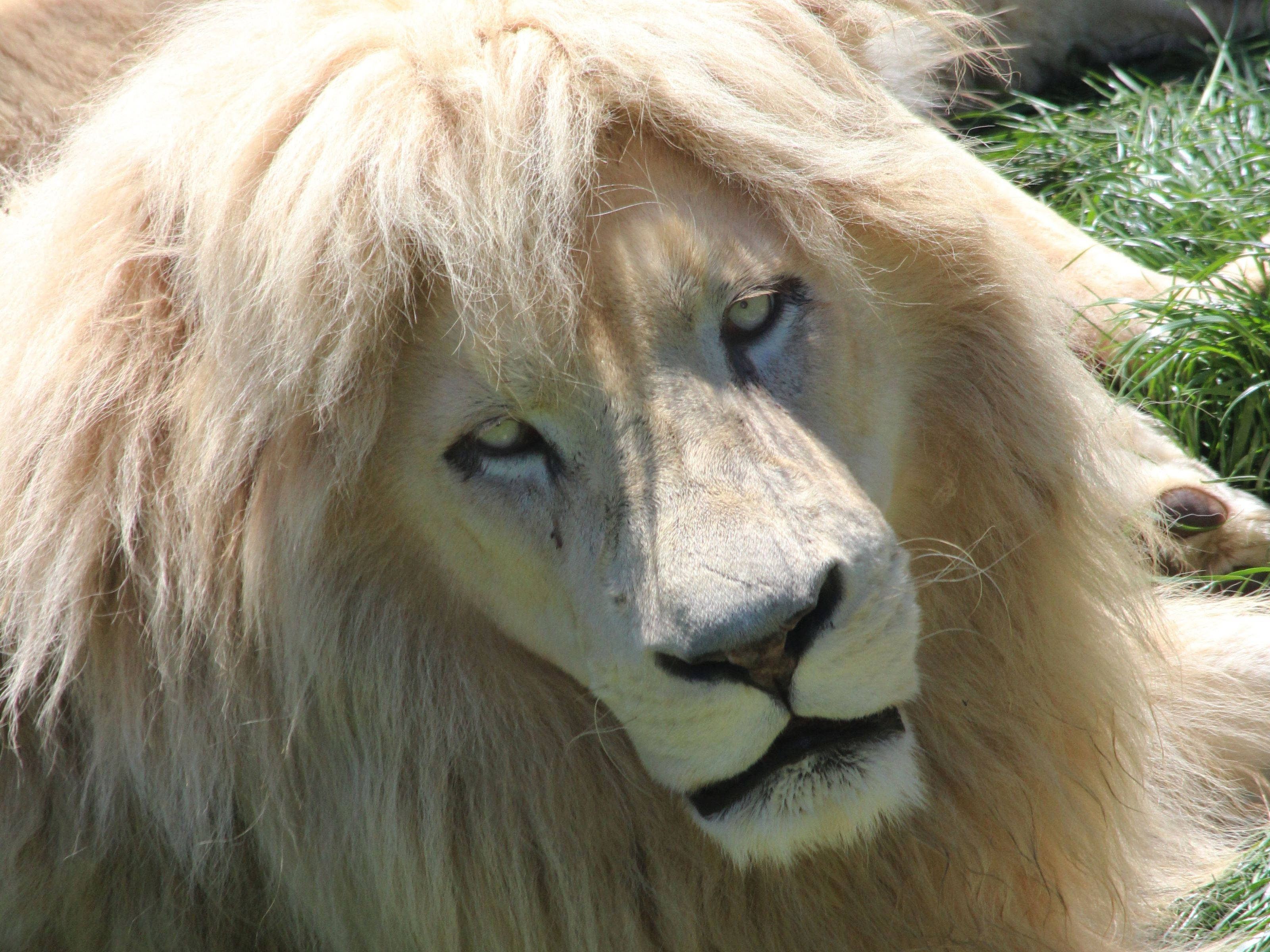 White Lion 桌布 壁紙 — 一隻雄偉的白獅在陽光照耀的草地上休息，擁有強烈的金色眼睛的特寫。