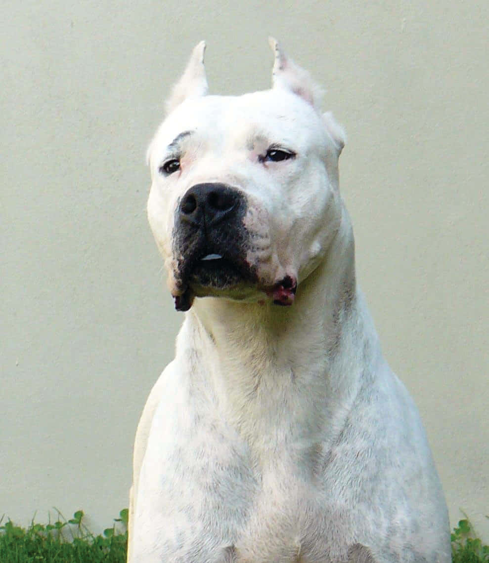 Dogo Argentino 桌布 壁紙 — 一隻雄偉的白色阿根廷杜高犬，尖耳朵和黑色口鼻，警覺地坐在一面素牆前，底部有綠色草地。