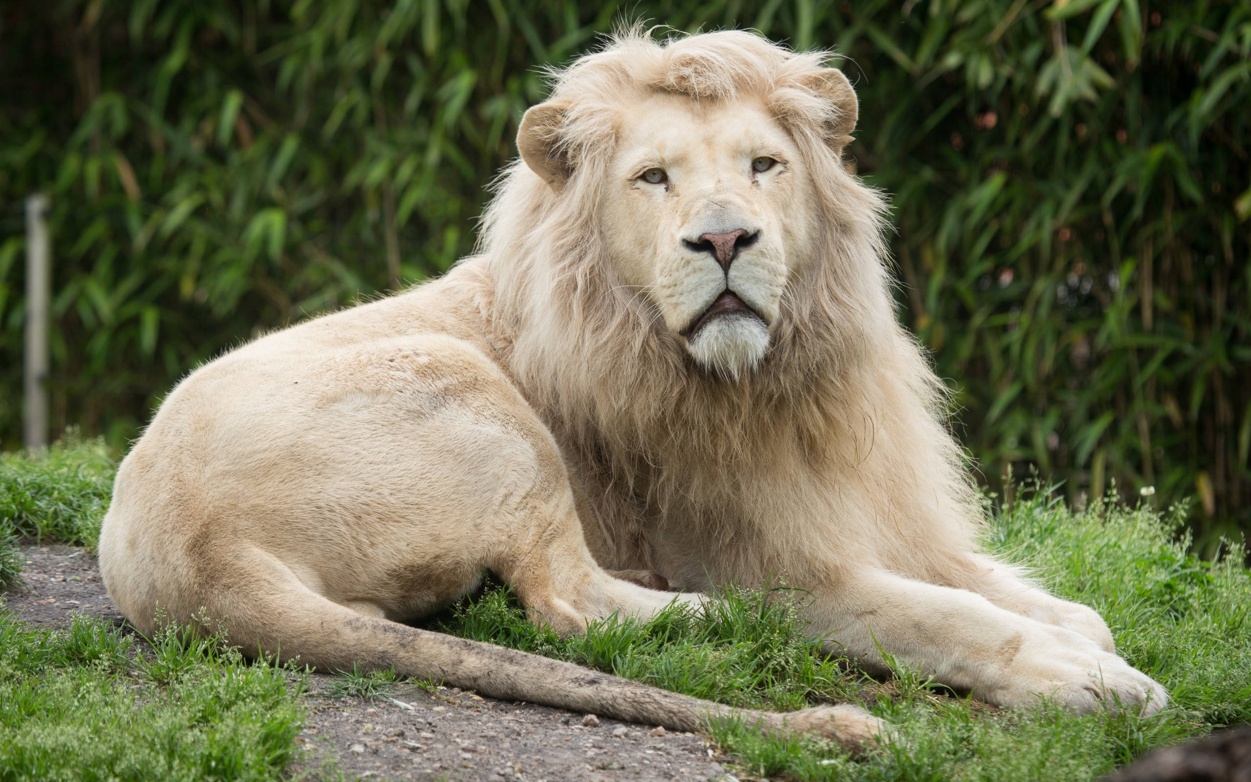 White Lion 桌布 壁紙 — 一隻雄偉的白色雄獅在草地上平靜地休息，後面是茂密的綠色竹林。