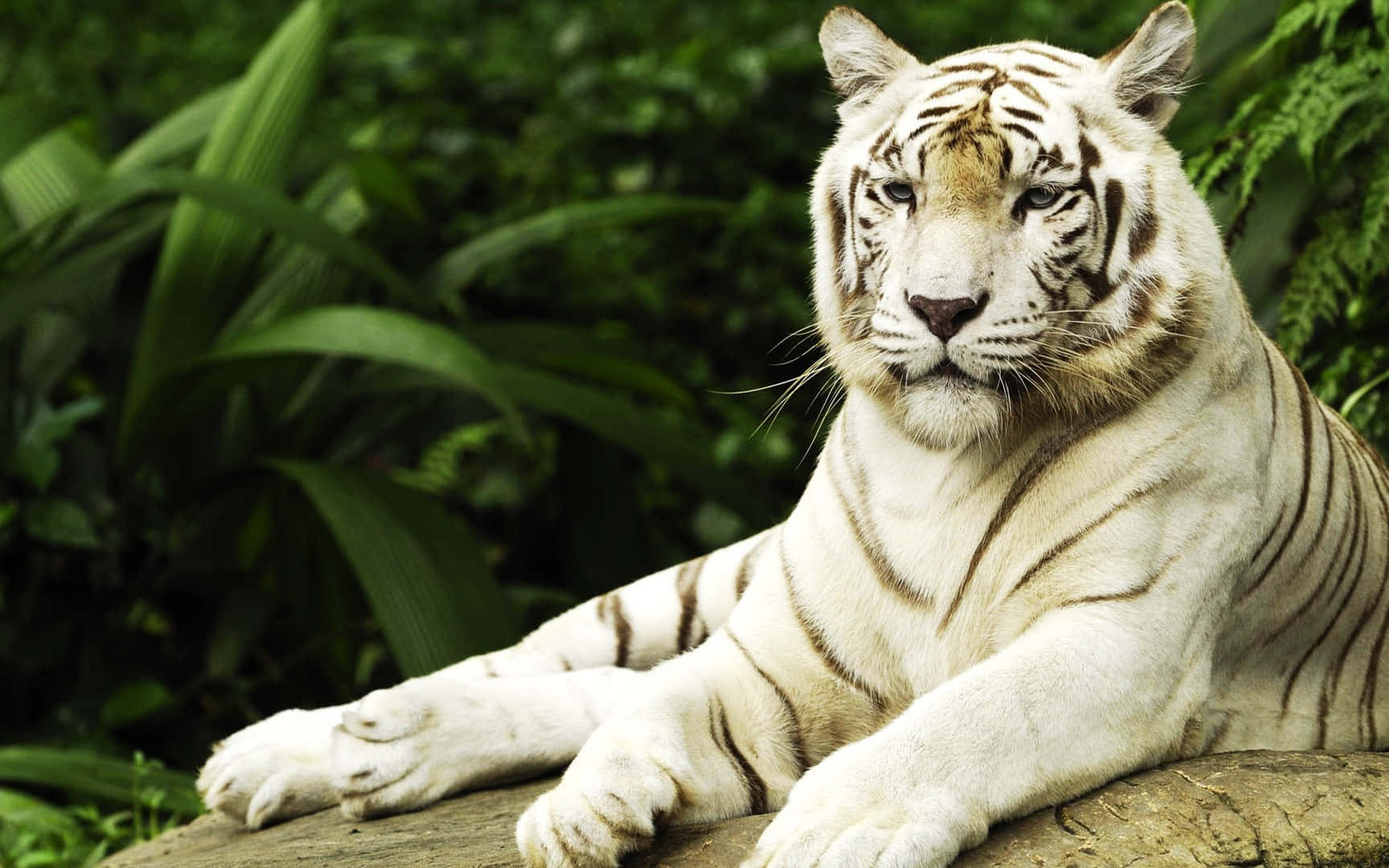 Wild Animals 桌布 壁紙 — 一隻雄偉的白虎，帶有引人注目的黑色條紋，平靜地躺在長滿苔蘚的木頭上，周圍環繞著茂密的綠色樹葉。