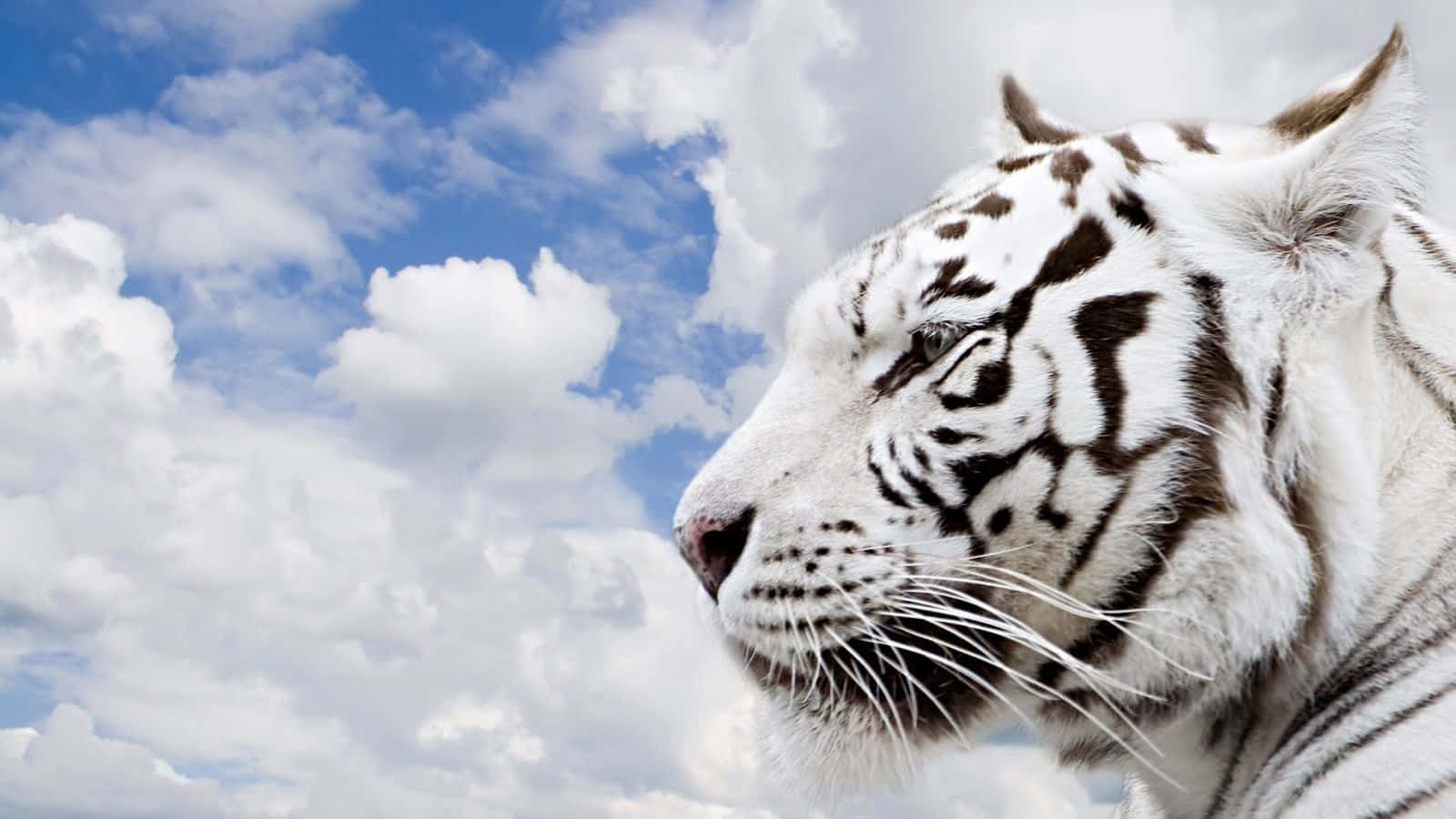 Beautiful Animal 桌布 壁紙 — 一隻雄偉的白虎，帶有黑色條紋，平靜地凝視著充滿蓬鬆白雲的明亮藍天。