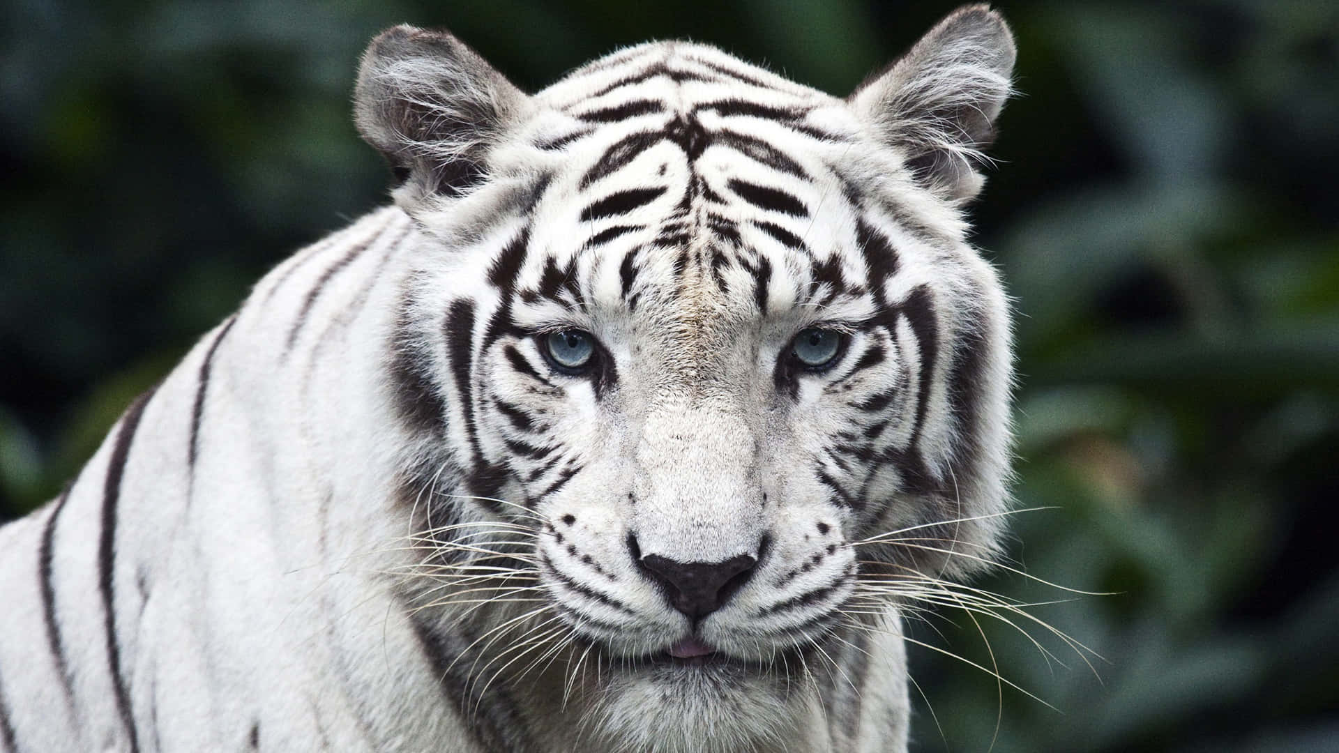 Wild Animals 桌布 壁紙 — 一隻雄偉的白虎，擁有銳利的藍色眼睛，在模糊的綠色樹葉背景下強烈凝視。
