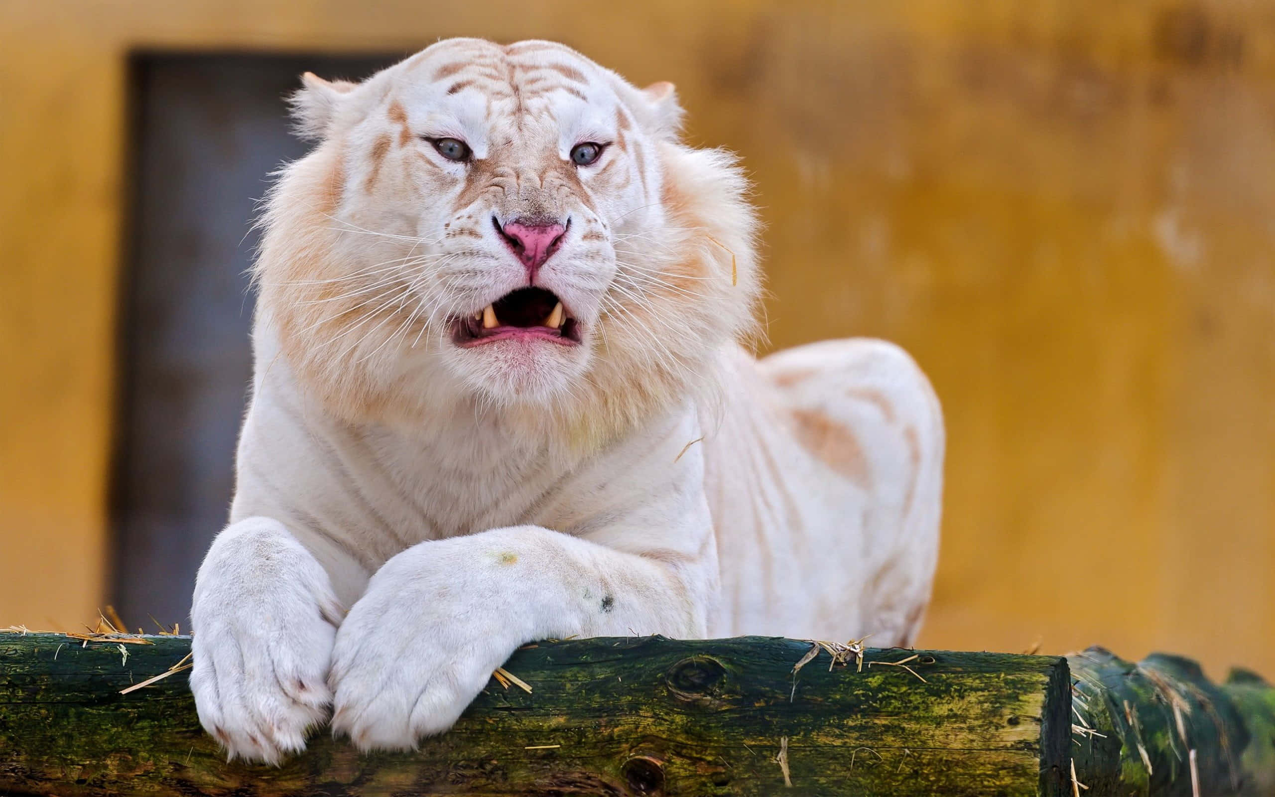 White Tiger 桌布 壁紙 — 一隻雄偉的白虎，粉紅色的鼻子和鋒利的牙齒，在長滿苔蘚的木頭上休息，背景是溫暖的黃色牆壁。