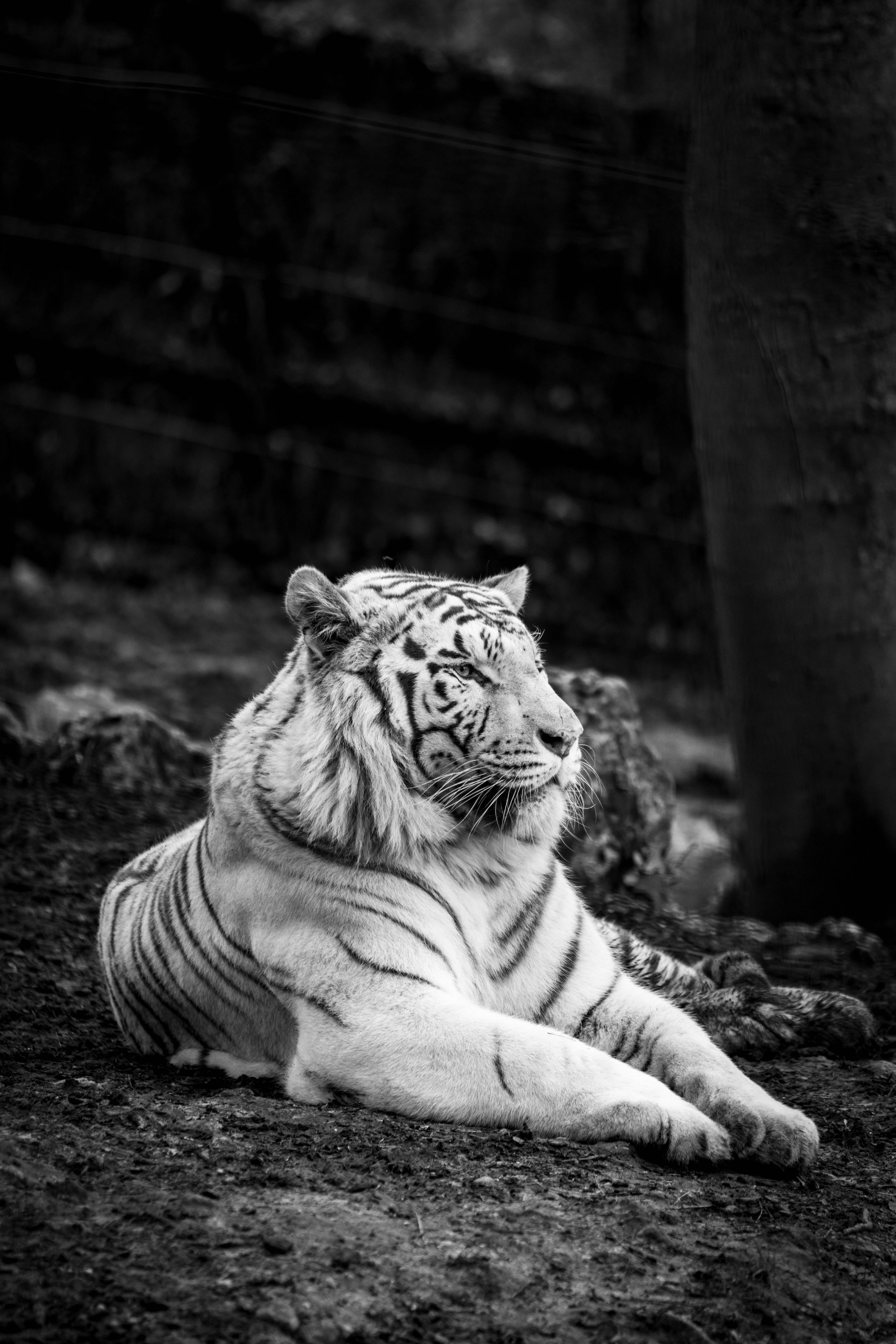 Tiger iPhone 桌布 壁紙 — 一隻雄偉的白虎在單色背景中，平靜地休息在帶有樹木和圍欄的地面上。