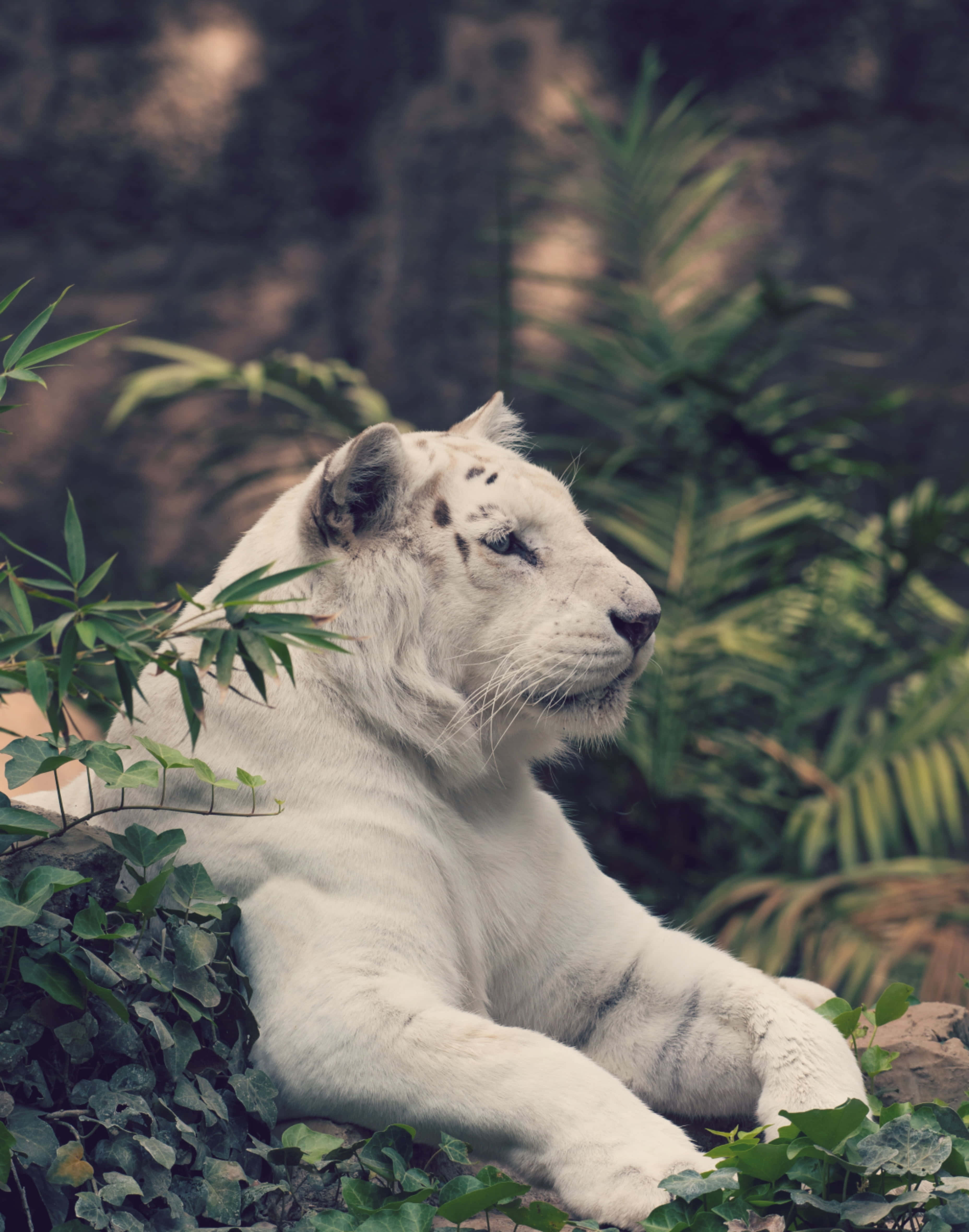 White Tiger 桌布 壁紙 — 一隻雄偉的白虎在寧靜的叢林環境中，在茂密的綠色植物間安詳地休息。