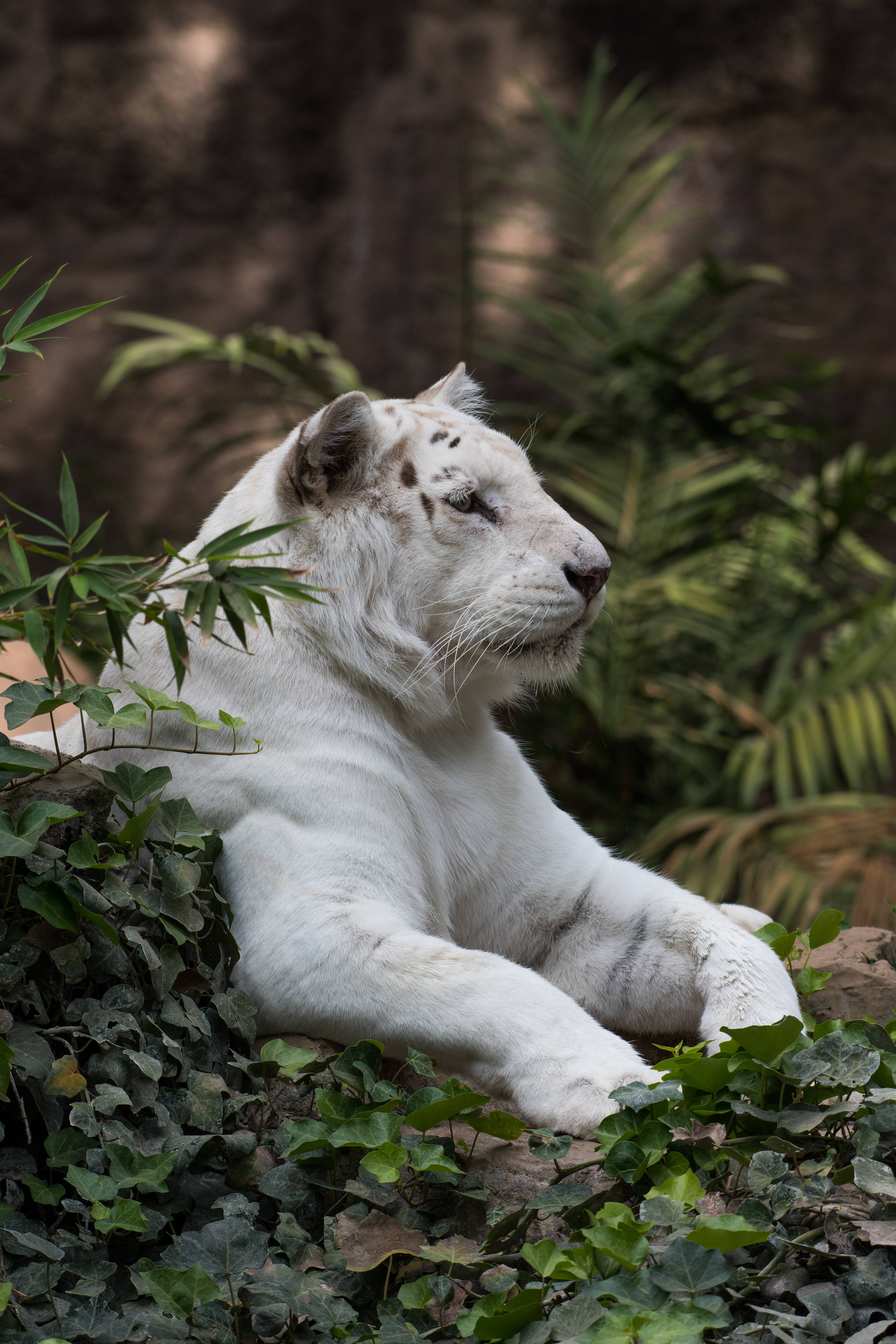 Awesome Animal 桌布 壁紙 — 一隻雄偉的白虎在茂密綠葉和斑駁光影的森林環境中靜靜休息。