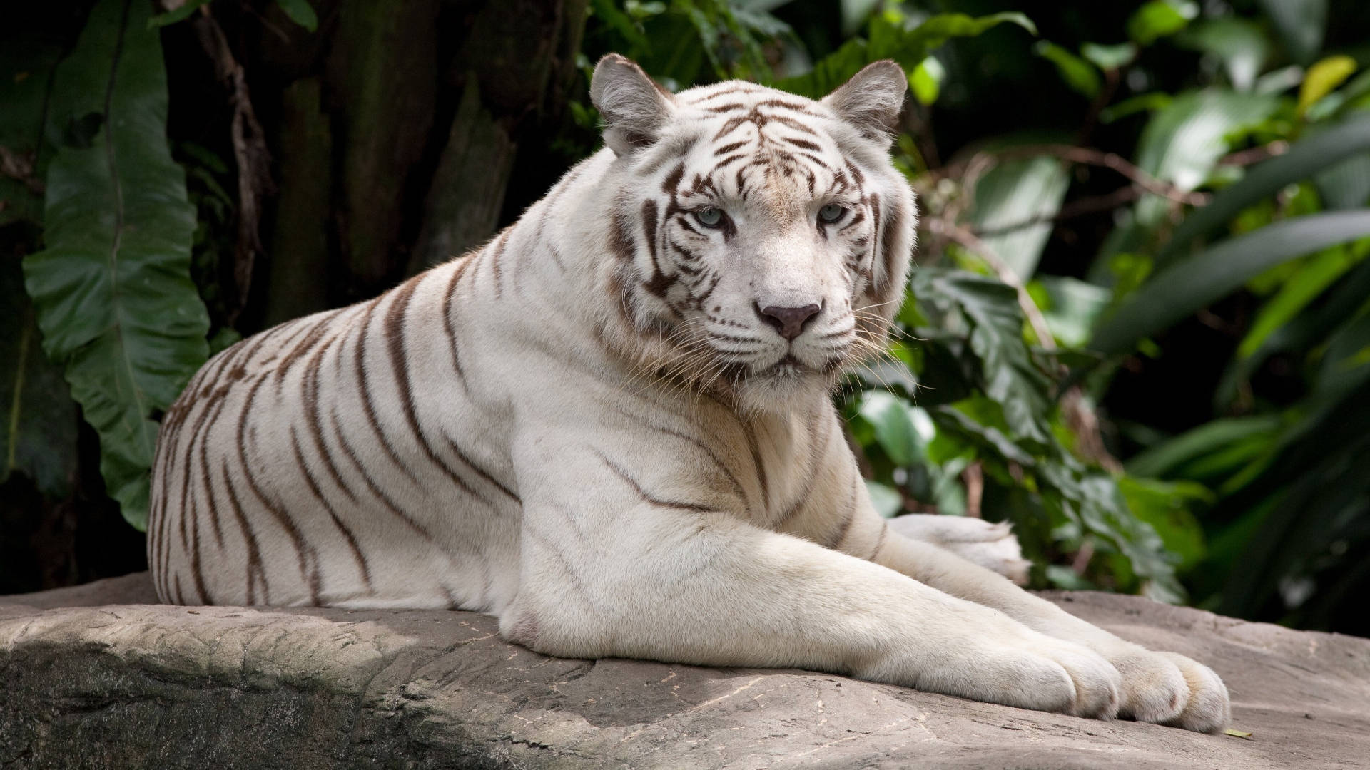 harimau 桌布 壁紙 — 一隻雄偉的白虎帶有鮮明的黑色條紋，平靜地躺在長滿苔蘚的石頭上，周圍環繞著茂密的綠色植物。