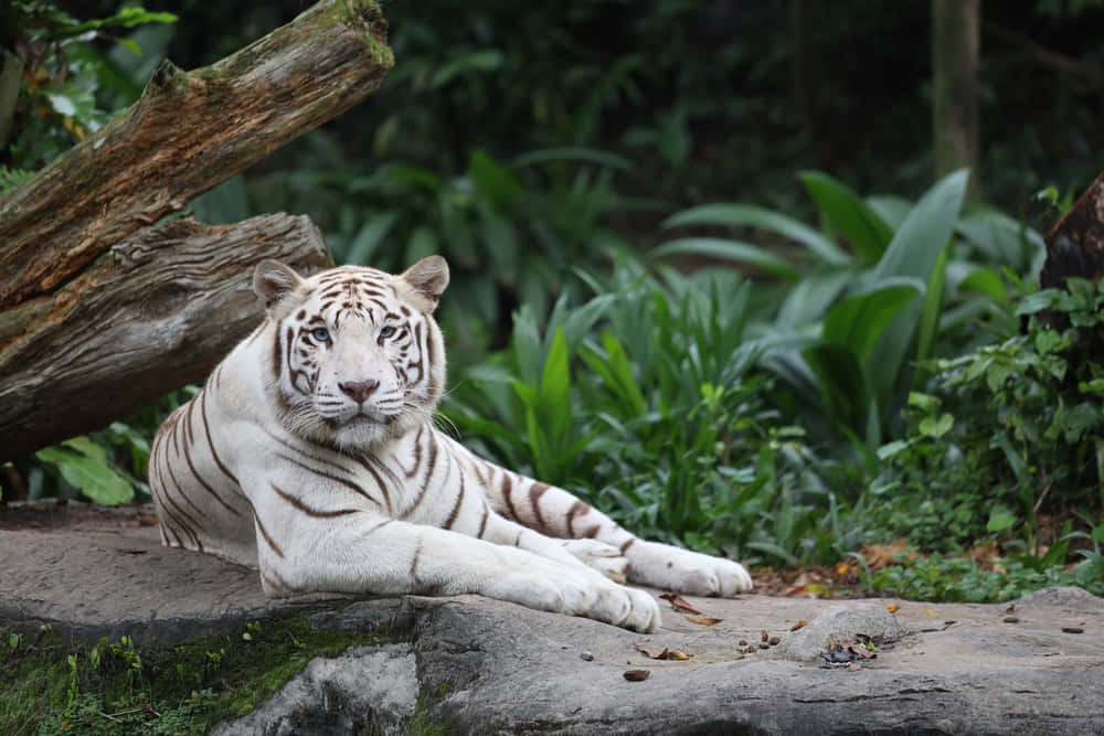 Bengal Tiger 桌布 壁紙 — 一隻雄偉的白虎帶有黑色條紋，平靜地躺在長滿苔蘚的石頭上，周圍是茂密的綠色樹葉。