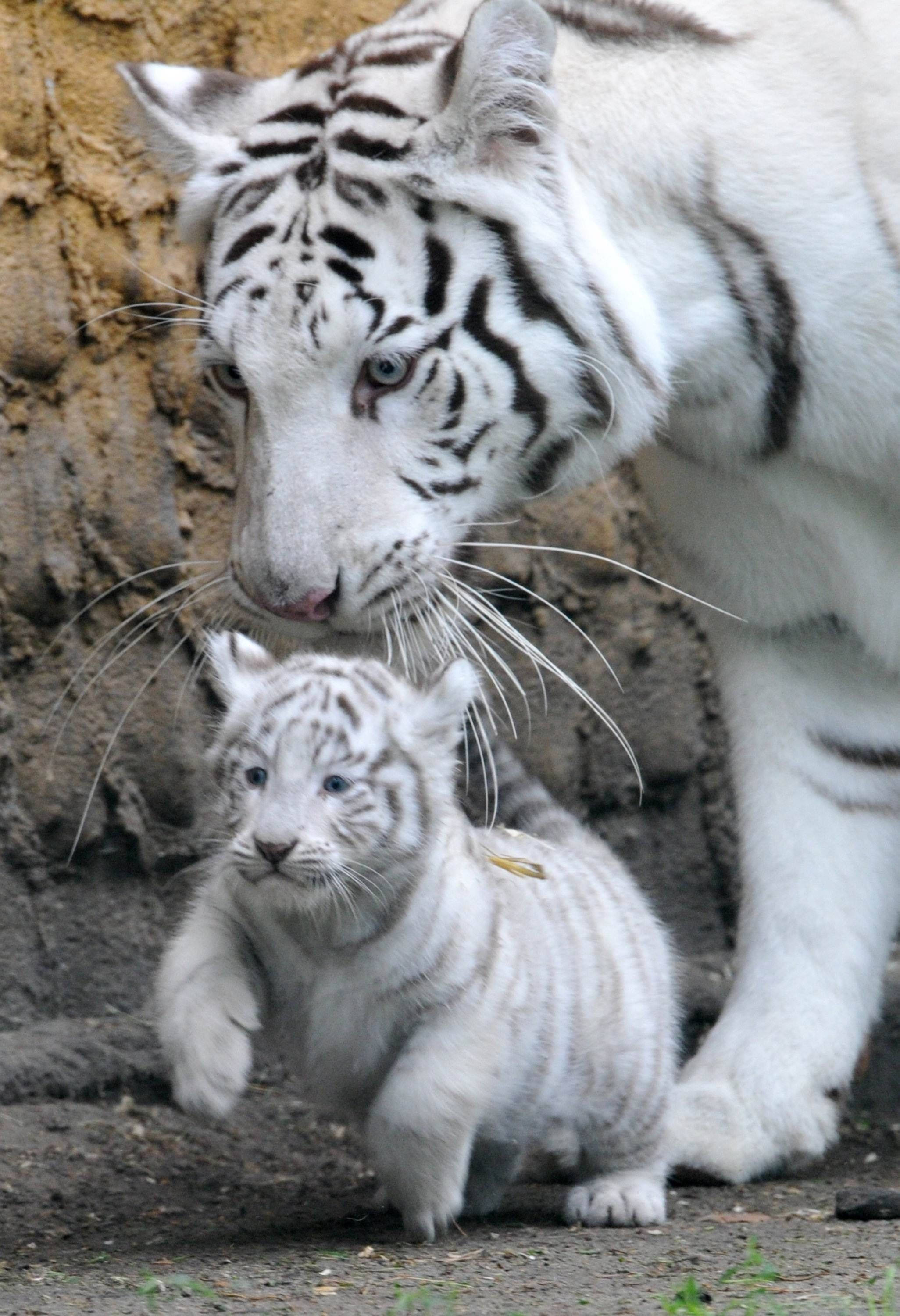 Baby Tiger 桌布 壁紙 — 一隻雄偉的白虎溫柔地守護著牠的小白幼崽，牠們一起站在崎嶇的岩壁旁。