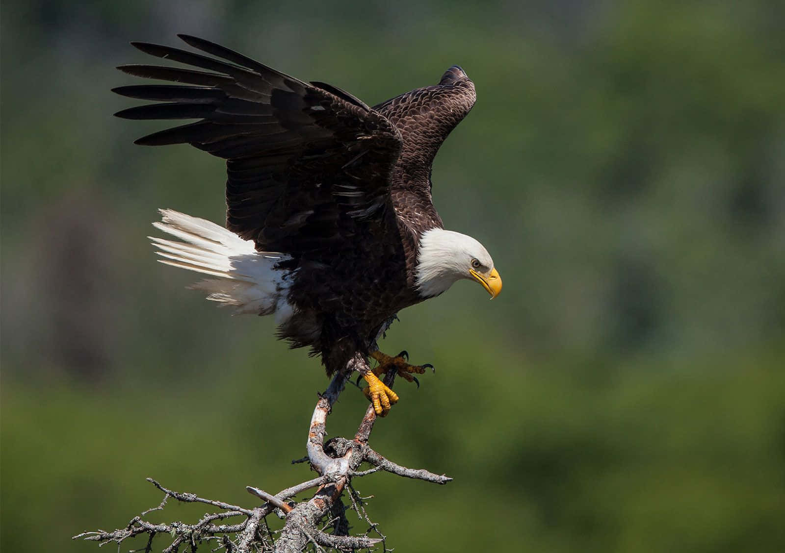 Young Eagle 桌布 壁紙 — 一隻雄偉的白頭海鵰展開翅膀，強而有力地棲息在光禿的樹枝上，背景是柔和的綠色森林。