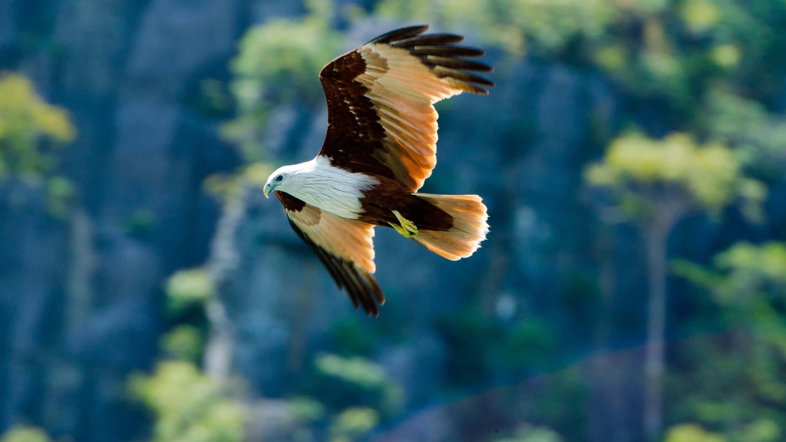 Eagle 桌布 壁紙 — 一隻雄偉的白頭鳶展開翅膀翱翔，背景是模糊的茂密綠樹和藍色岩層。