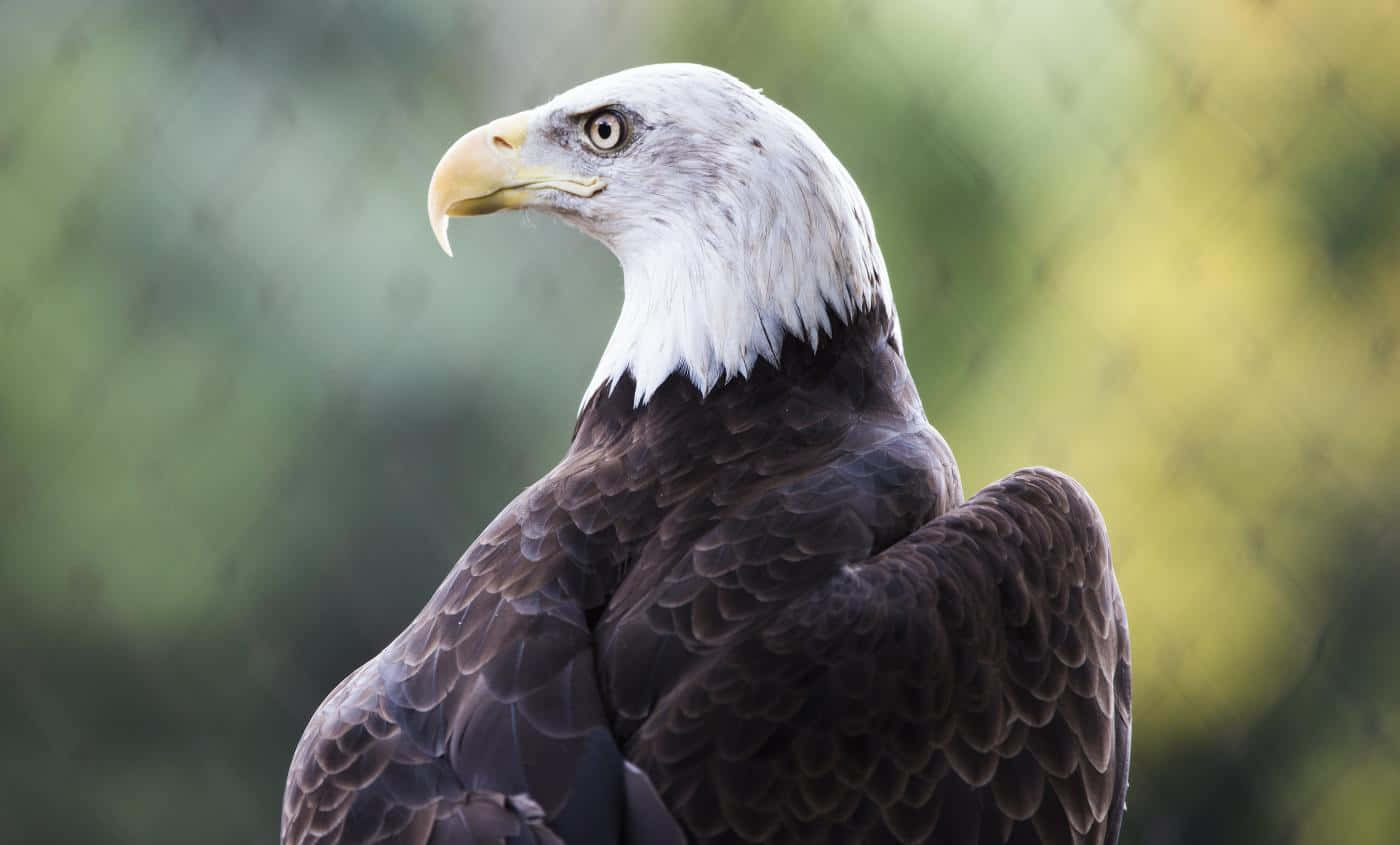 Eagle 桌布 壁紙 — 一隻雄偉的白頭鷹，有著白色的頭部和鋒利的黃色喙，在柔和的模糊綠色和黃色背景下專注地凝視。