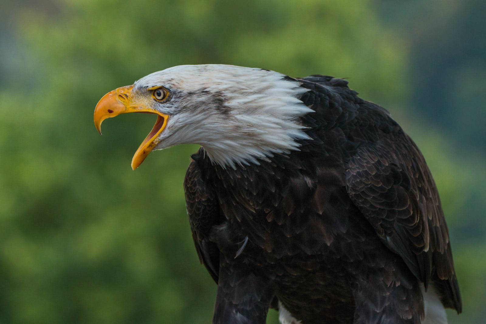 Eagle 桌布 壁紙 — 一隻雄偉的白頭鷹，有著白色的頭部和鋒利的黃色喙，在柔和的綠色森林背景下凝視著。