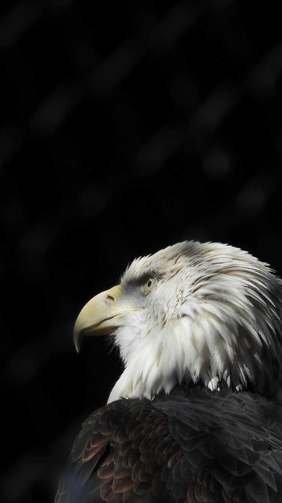 Bald Eagle 桌布 壁紙 — 一隻雄偉的白頭鷹，白色頭部和尖銳黃色喙，在黑暗模糊的背景前凝視著。