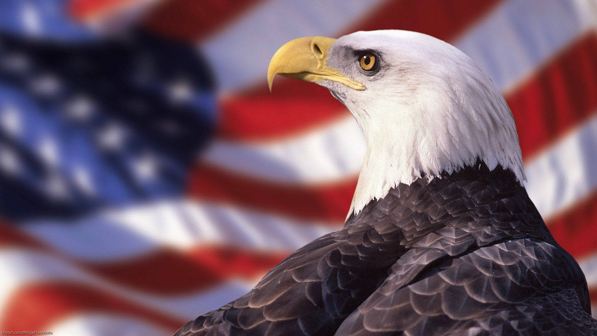 Eagle 桌布 壁紙 — 一隻雄偉的白頭鷹，白色頭部和鋒利的黃色喙，以側面輪廓站在模糊的美國國旗背景前。