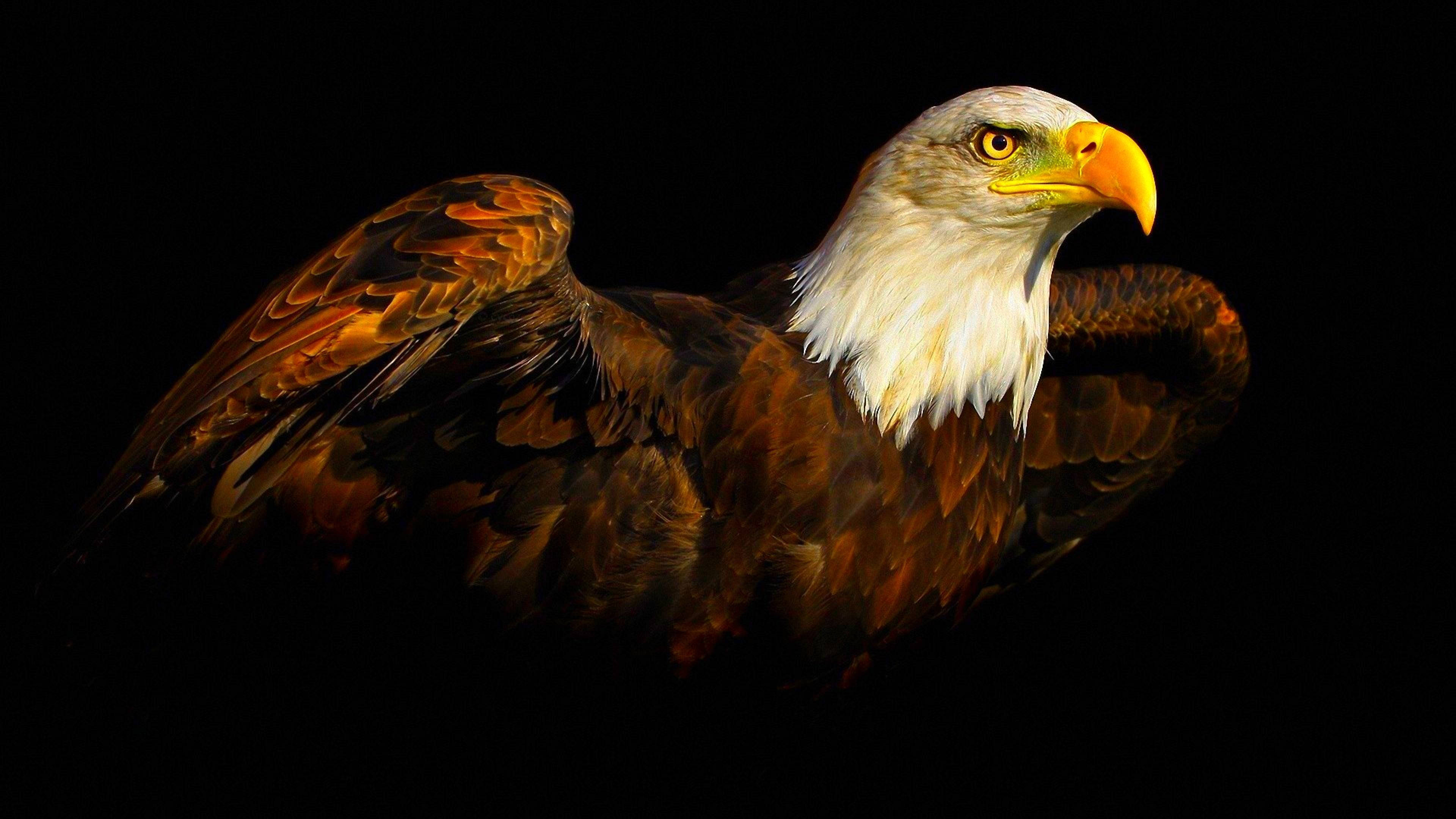Eagle 桌布 壁紙 — 一隻雄偉的白頭鷹，白色頭部和黃色喙，在純黑色背景上突出，棕色翅膀微微張開。
