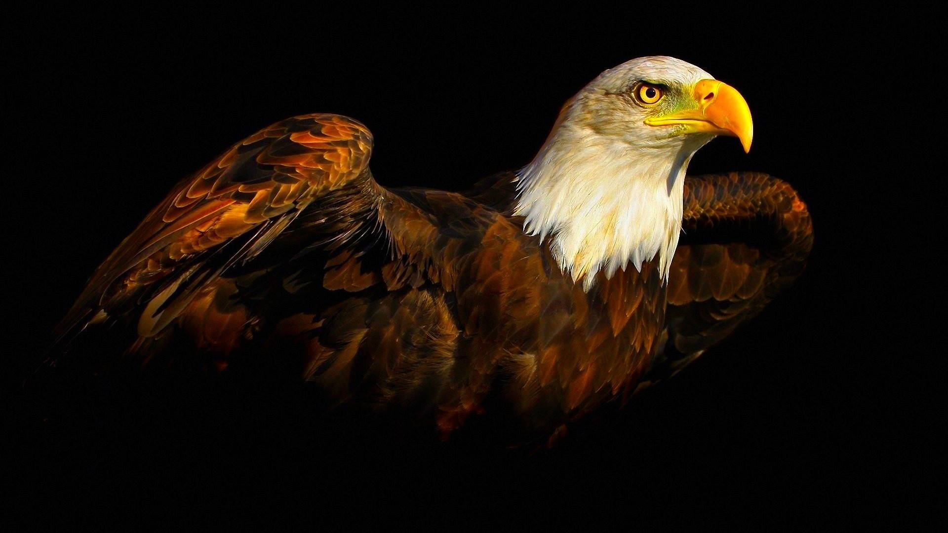 Eagle 桌布 壁紙 — 一隻雄偉的白頭鷹，白色頭部和黃色喙，在純黑背景上翅膀微微張開，格外突出。