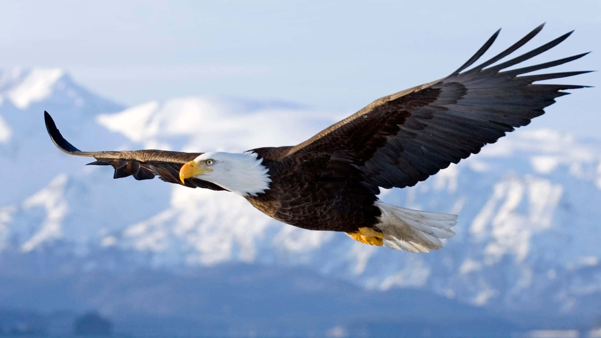 Eagle 桌布 壁紙 — 一隻雄偉的白頭鷹在晴朗的藍天下，以白雪覆蓋的山脈為背景，展翅翱翔。