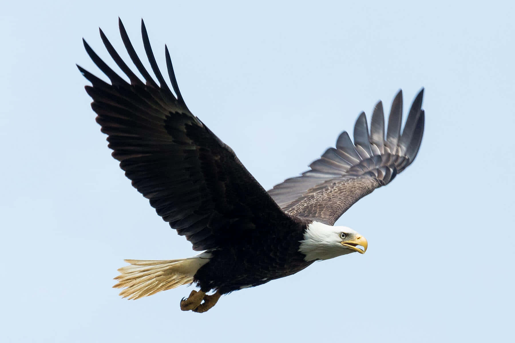 Bald Eagle 桌布 壁紙 — 一隻雄偉的白頭鷹在清澈的淡藍色天空中展翅翱翔。