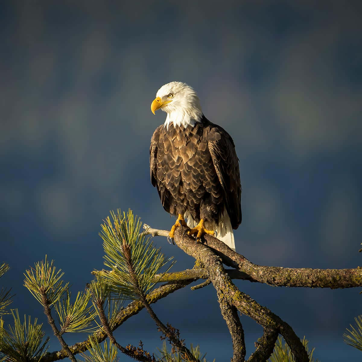 Eagle 桌布 壁紙 — 一隻雄偉的白頭鷹威嚴地棲息在松樹枝上，背景是柔和的藍天。