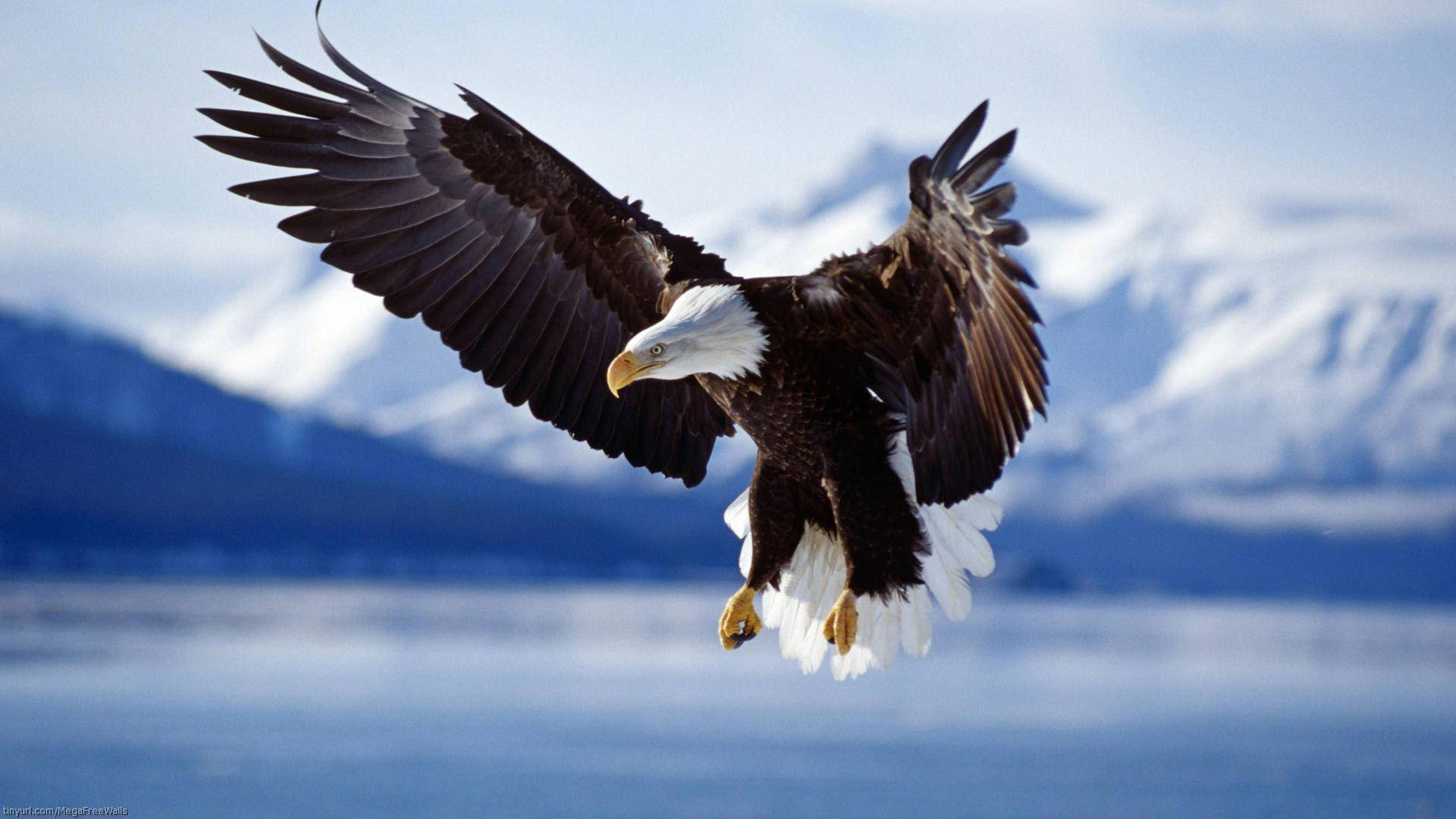 Eagle 桌布 壁紙 — 一隻雄偉的白頭鷹展翅翱翔，在平靜的藍色湖泊上空，背景是白雪覆蓋的山脈。