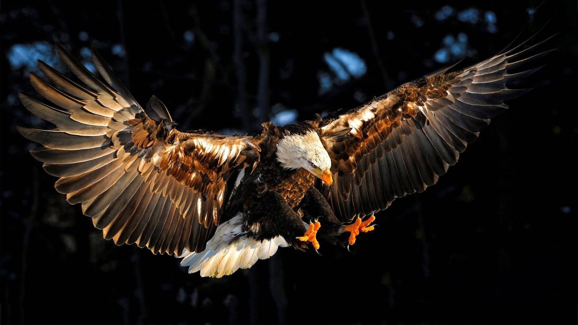Eagles 桌布 壁紙 — 一隻雄偉的白頭鷹展翅翱翔，背景是黑暗的森林，由背光照明。