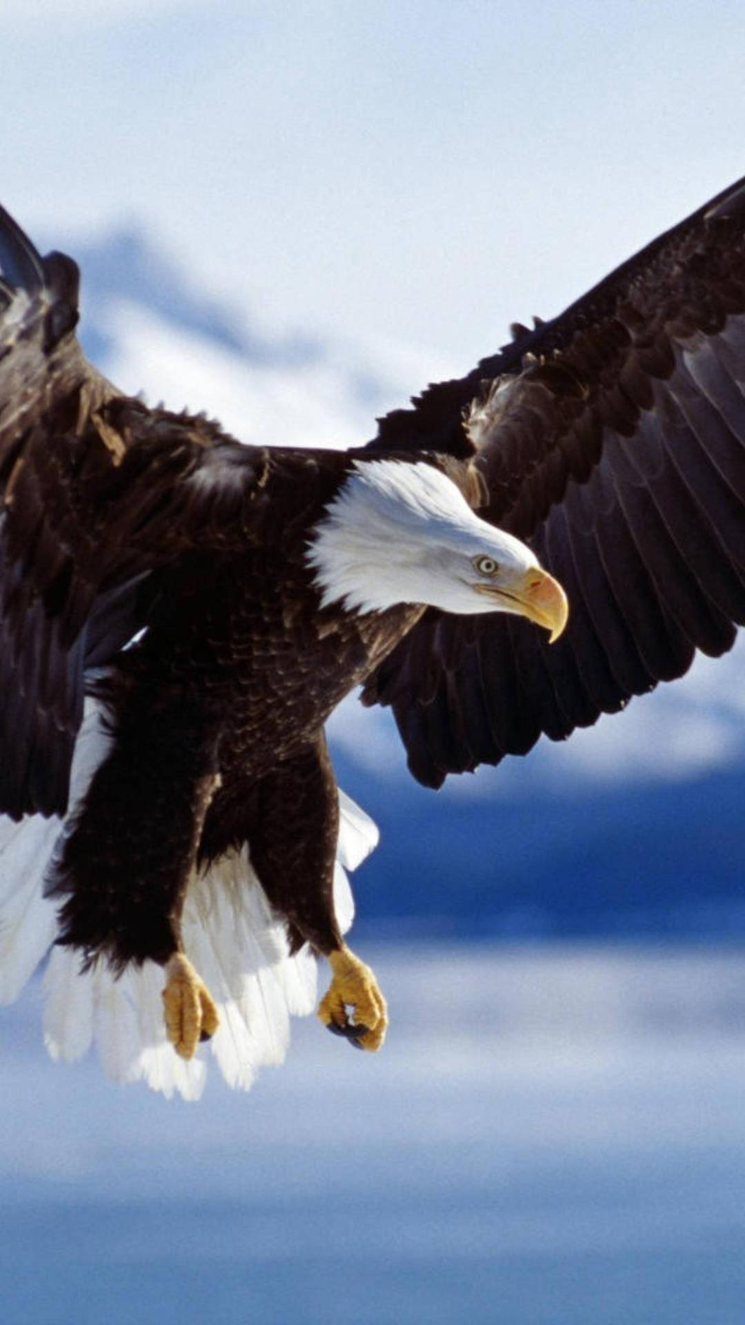 Bald Eagle 桌布 壁紙 — 一隻雄偉的白頭鷹展開寬闊的翅膀，在白雪覆蓋的山脈和藍天背景下翱翔。