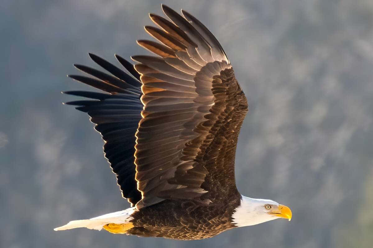 Eagle 桌布 壁紙 — 一隻雄偉的白頭鷹展開寬闊的翅膀，在柔和模糊的山景背景下翱翔。