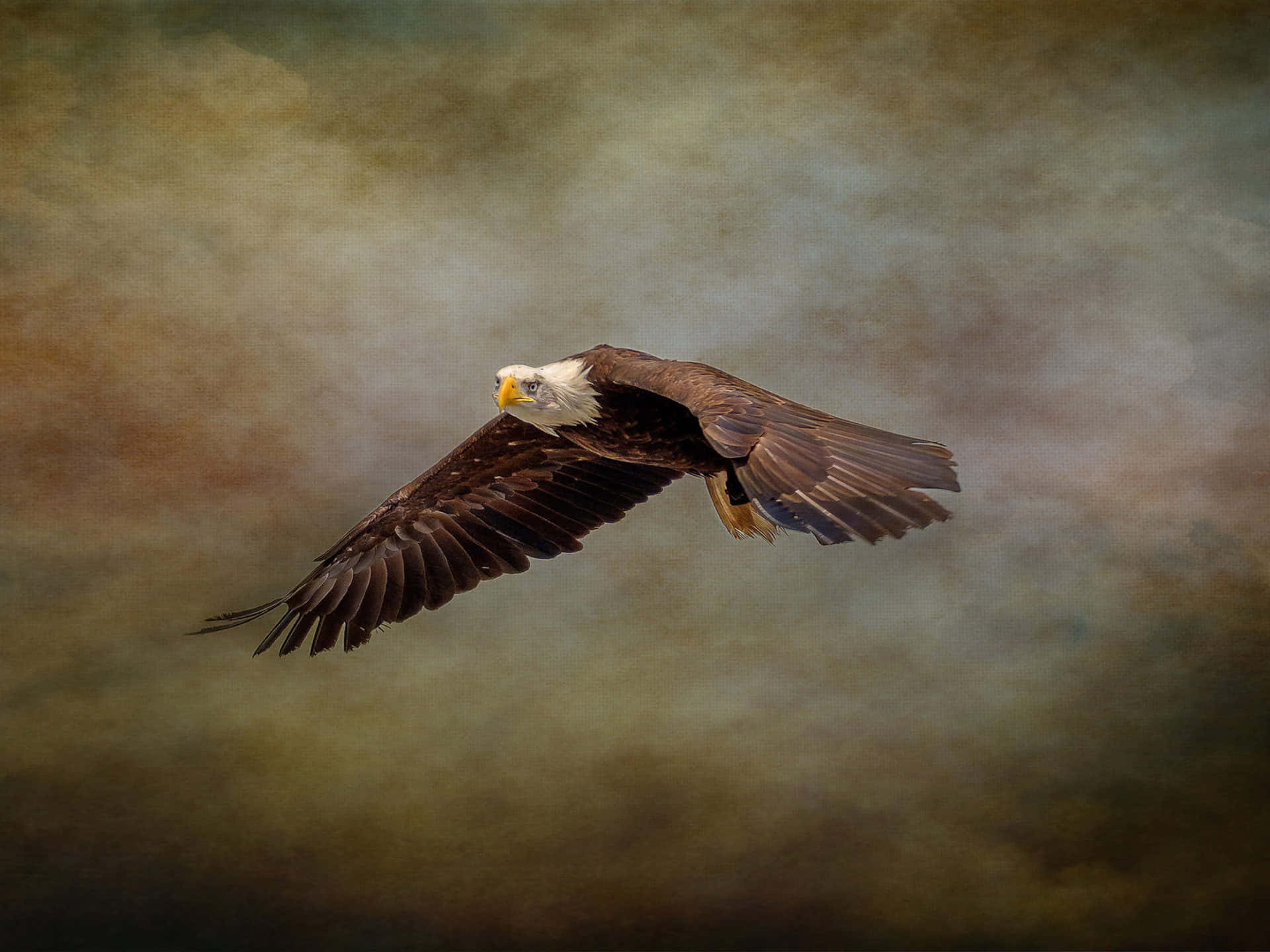Eagle 桌布 壁紙 — 一隻雄偉的白頭鷹展開翅膀，在紋理豐富的多雲天空中翱翔。