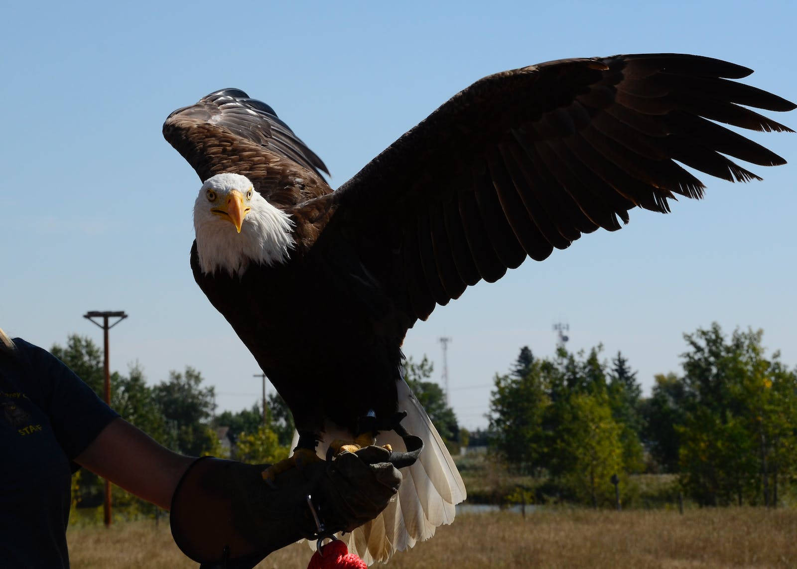 Eagle 桌布 壁紙 — 一隻雄偉的白頭鷹展開翅膀，棲息在戴著手套的馴鷹人手臂上，背景是清澈的藍天和綠樹。