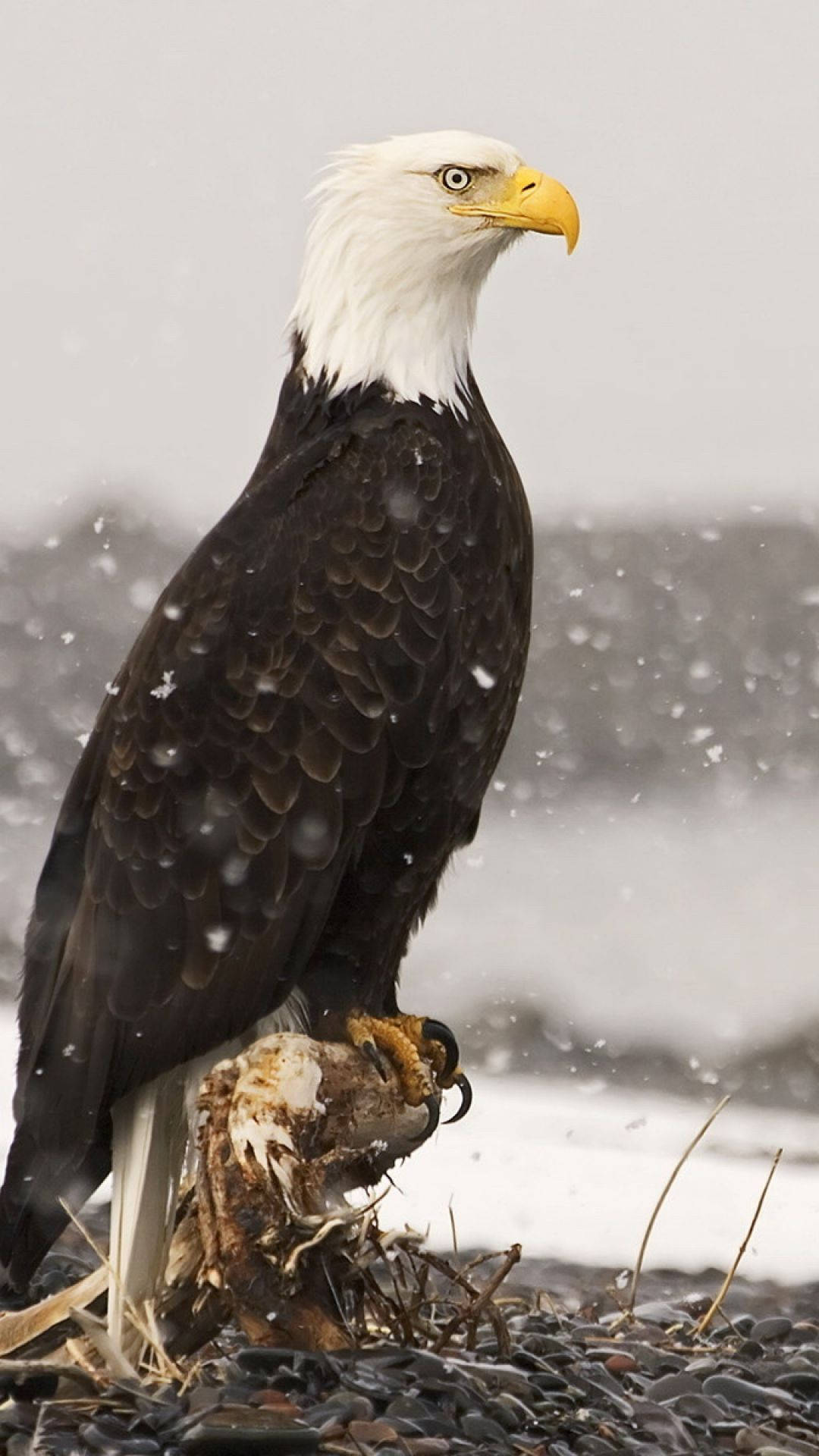 Eagle 桌布 壁紙 — 一隻雄偉的白頭鷹棲息在積雪的樹枝上，在冬季風暴中抓著獵物，背景是模糊的冰面。
