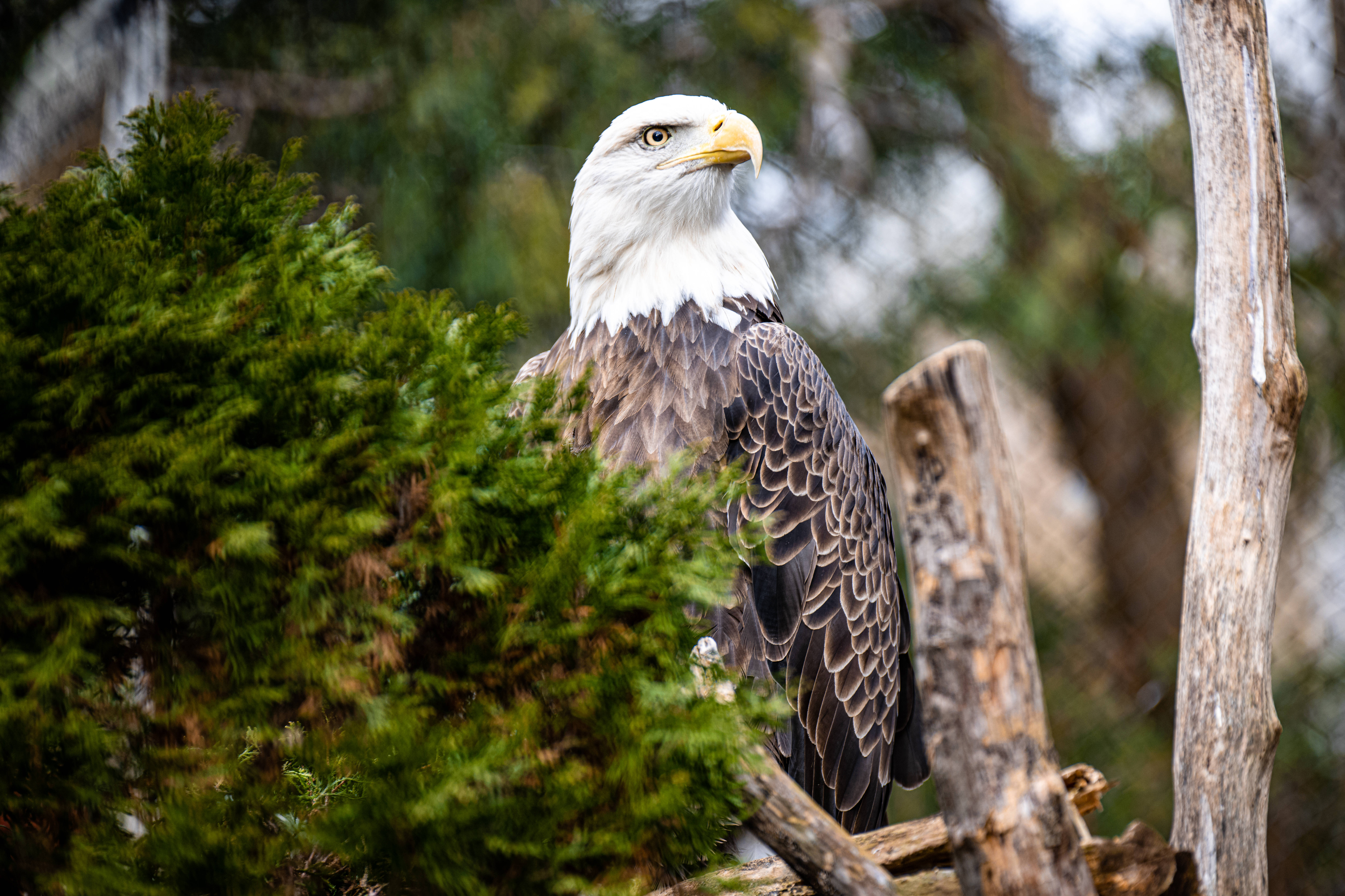 Eagle 桌布 壁紙 — 一隻雄偉的白頭鷹警覺地棲息在一個風化的樹樁上，周圍環繞著茂密的綠色樹葉。