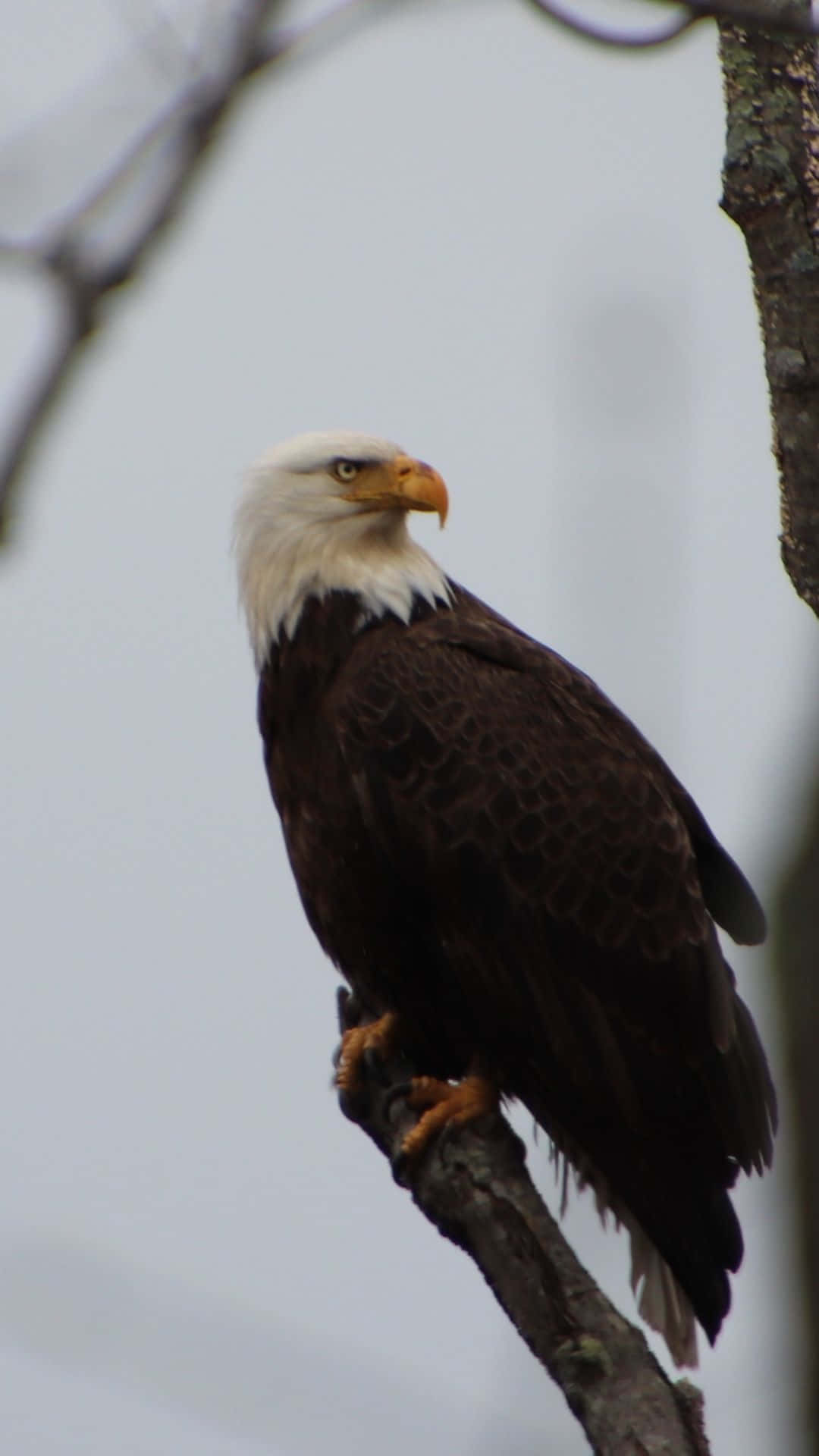 Eagles 桌布 壁紙 — 一隻雄偉的白頭鷹警覺地棲息在樹枝上，背景是柔和的灰色天空。