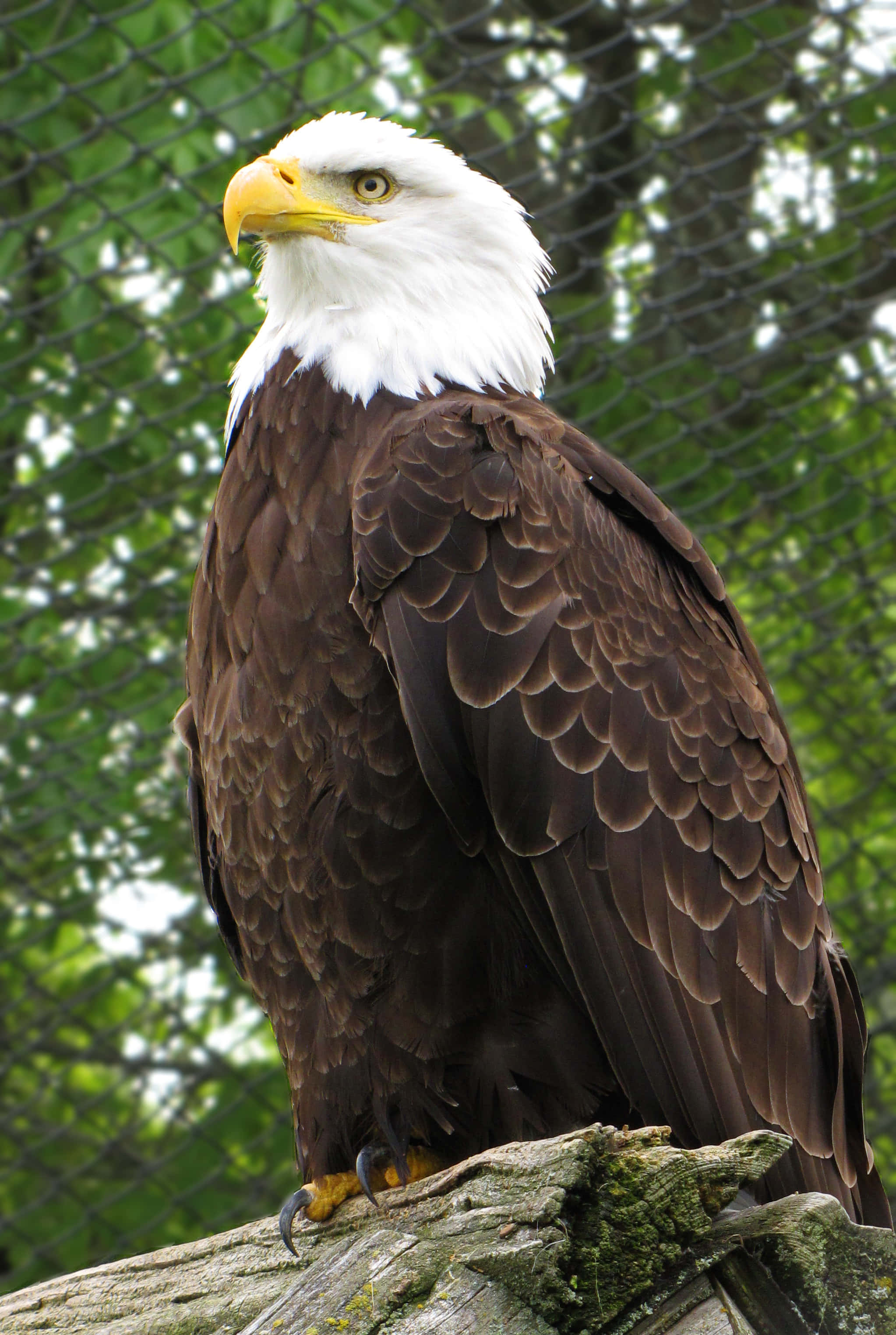 Eagle 桌布 壁紙 — 一隻雄偉的白頭鷹警覺地棲息在長滿苔蘚的木頭上，背景有鐵絲網圍欄和綠色樹葉。
