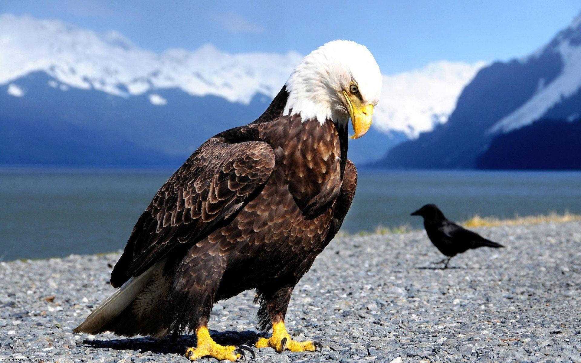 Eagle 桌布 壁紙 — 一隻雄偉的白頭鷹警覺地站在礫石岸邊，背後是白雪覆蓋的山脈和寧靜的湖泊。