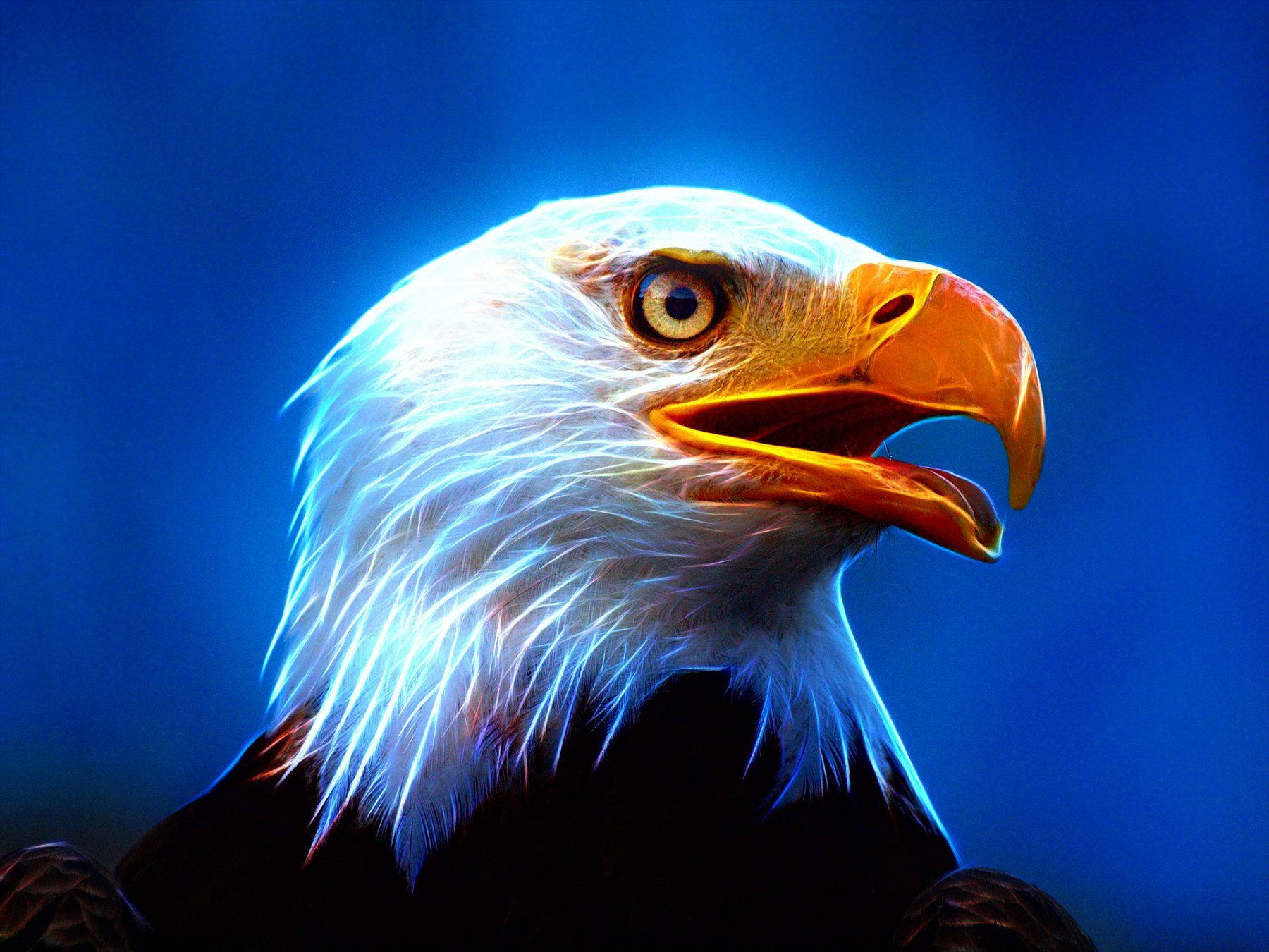 Eagle 桌布 壁紙 — 一隻雄偉的白頭鷹頭部，帶有發光的白色羽毛和尖銳的黃色喙，背景為深藍色。