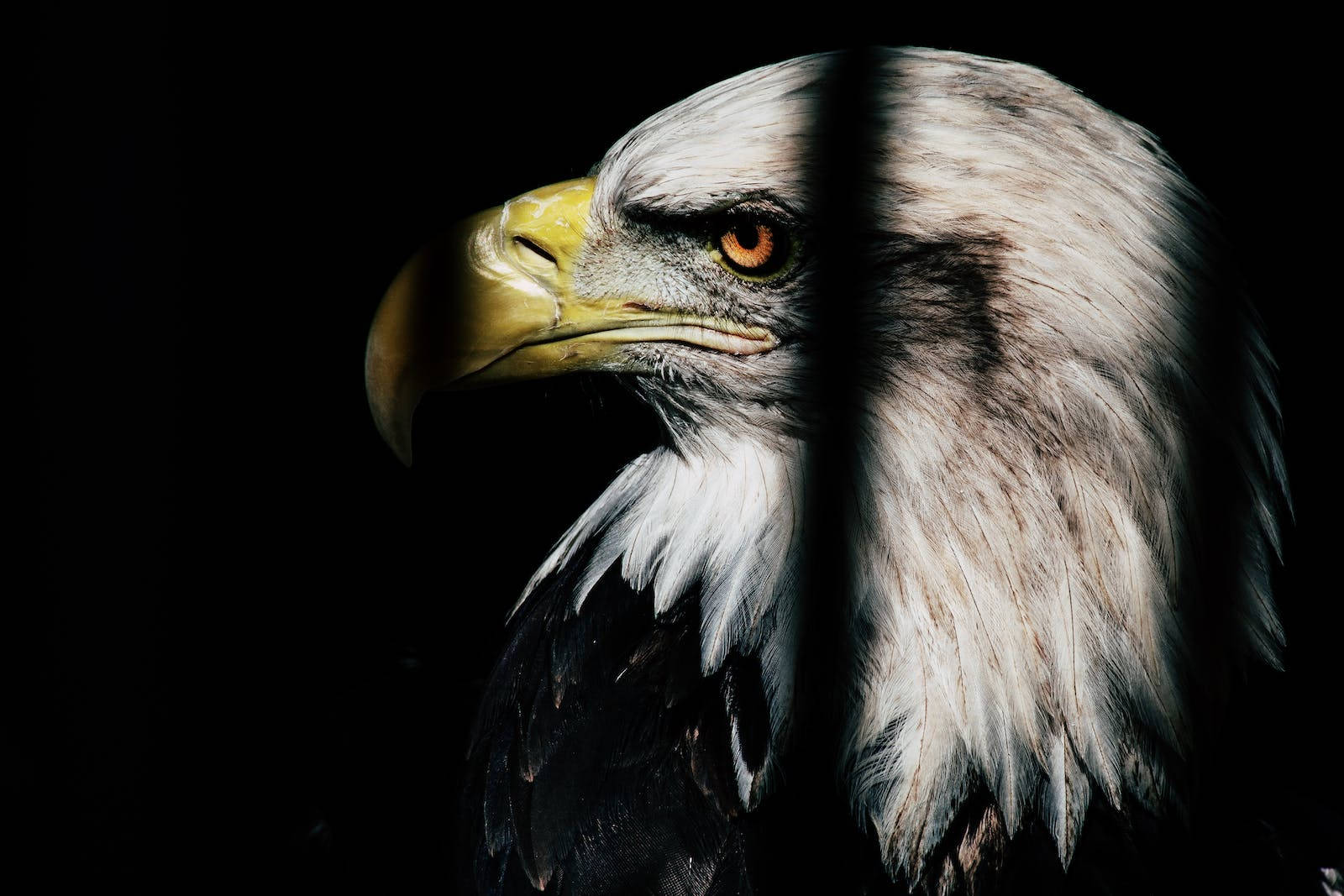 Eagle 桌布 壁紙 — 一隻雄偉的白頭鷹頭部在黑色背景下被戲劇性地照亮，展現其鋒利的黃色喙和銳利的橙色眼睛。