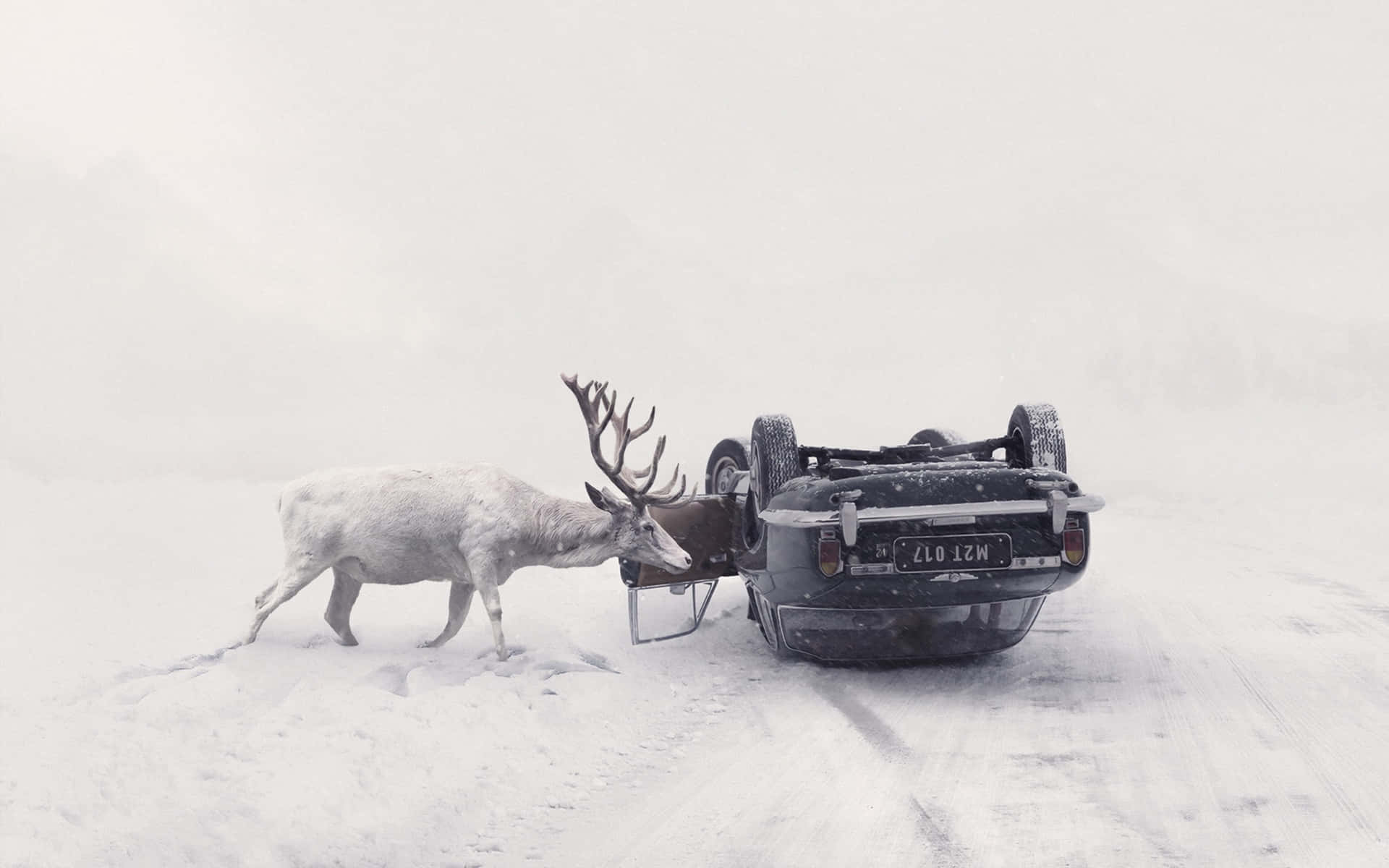 Road 桌布 壁紙 — 一隻雄偉的白馴鹿在白雪皚皚的山地景觀中推撞一輛翻倒的黑色汽車。