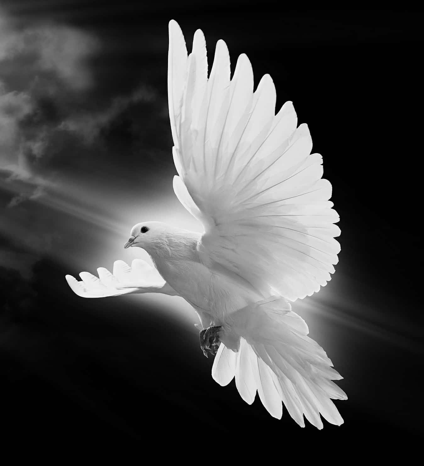 Dove 桌布 壁紙 — 一隻雄偉的白鴿展翅高飛，在戲劇性的黑暗天空中，被耀眼的光芒照亮。