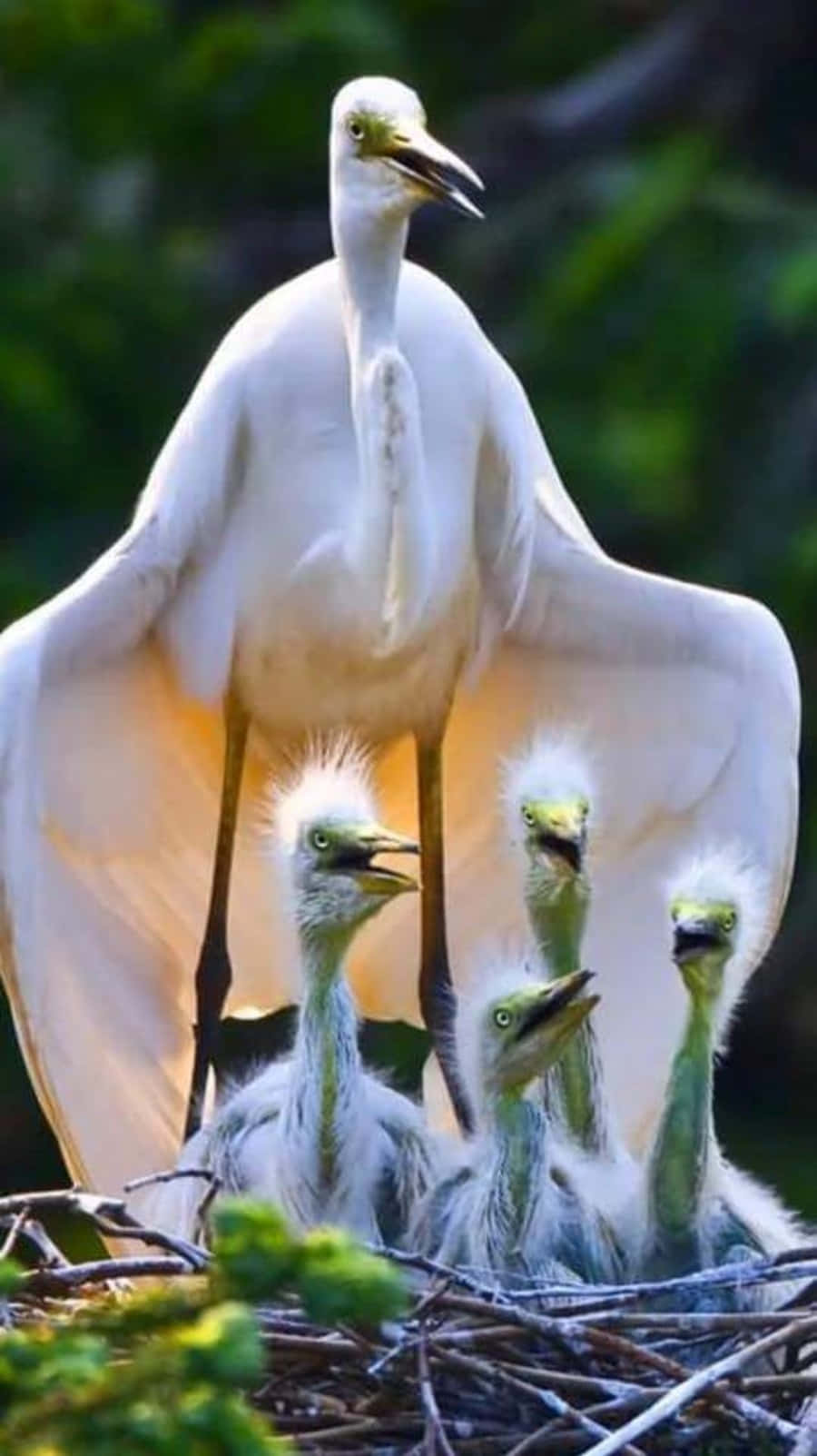 birds 桌布 壁紙 — 一隻雄偉的白鷺在佈滿樹葉的巢中保護性地展開翅膀，覆蓋著四隻毛茸茸的雛鳥。