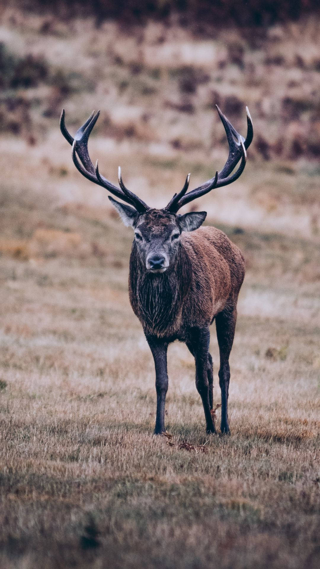 Deer iPhone 桌布 壁紙 — 一隻雄偉的紅鹿，長著巨大的鹿角，在柔和的自然光下警覺地站在乾燥的草地上。