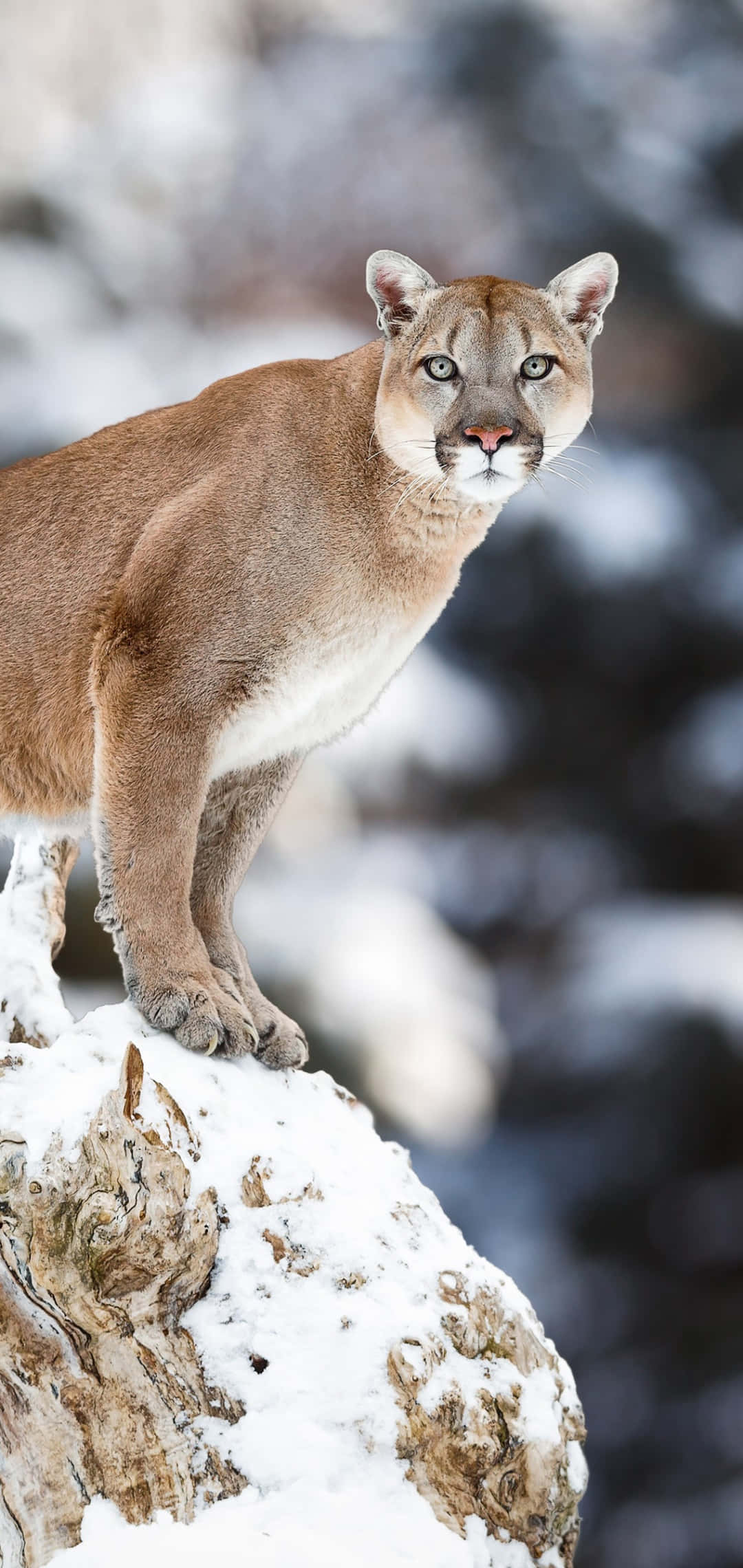 動物 桌布 壁紙 — 一隻雄偉的美洲獅警覺地站在冬日森林中灑滿雪花的樹樁上，銳利的目光直視前方。