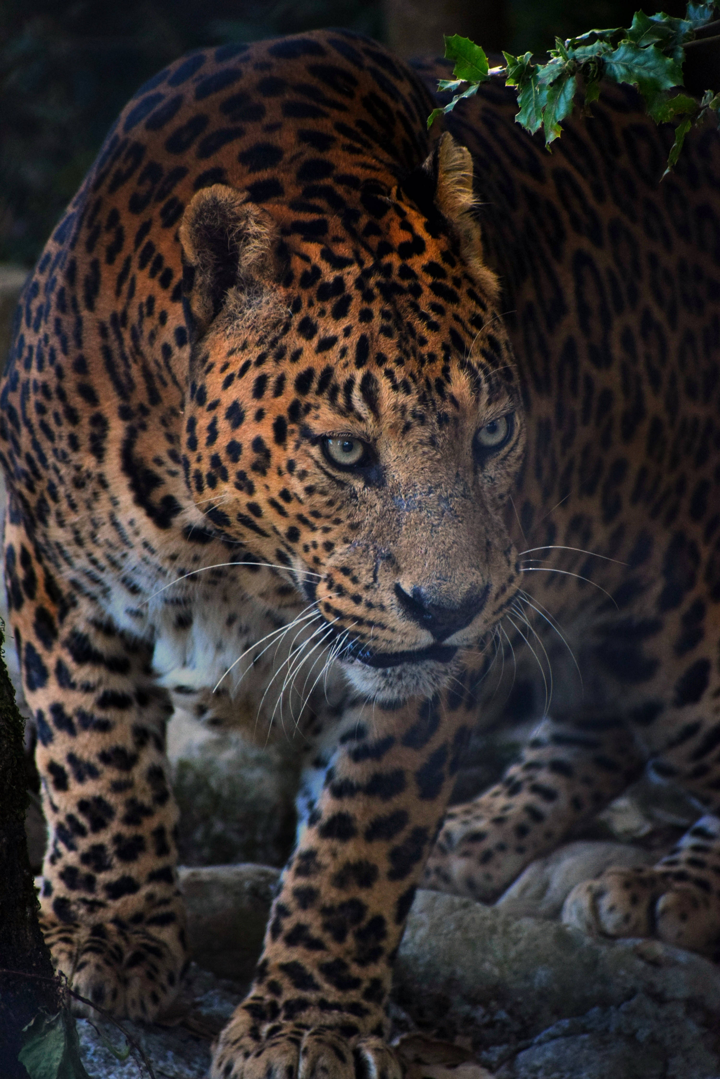 Jaguar 桌布 壁紙 — 一隻雄偉的美洲豹，擁有金色皮毛和黑色玫瑰斑紋，在陰暗的森林中潛行，目光專注地向前凝視。