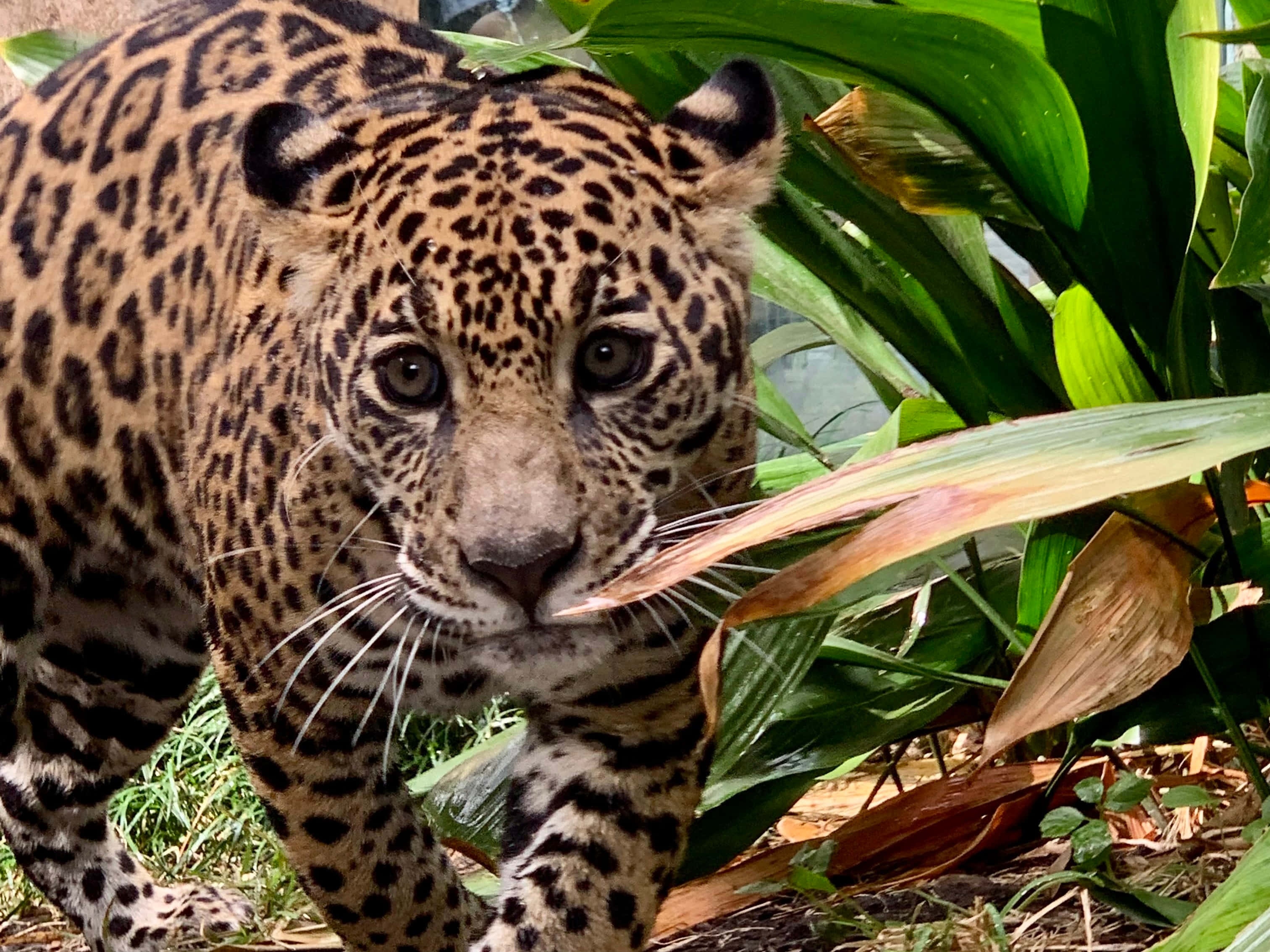 Jaguar 桌布 壁紙 — 一隻雄偉的美洲豹，擁有金色皮毛和黑色玫瑰花結圖案，在熱帶叢林的茂密綠葉中潛行。