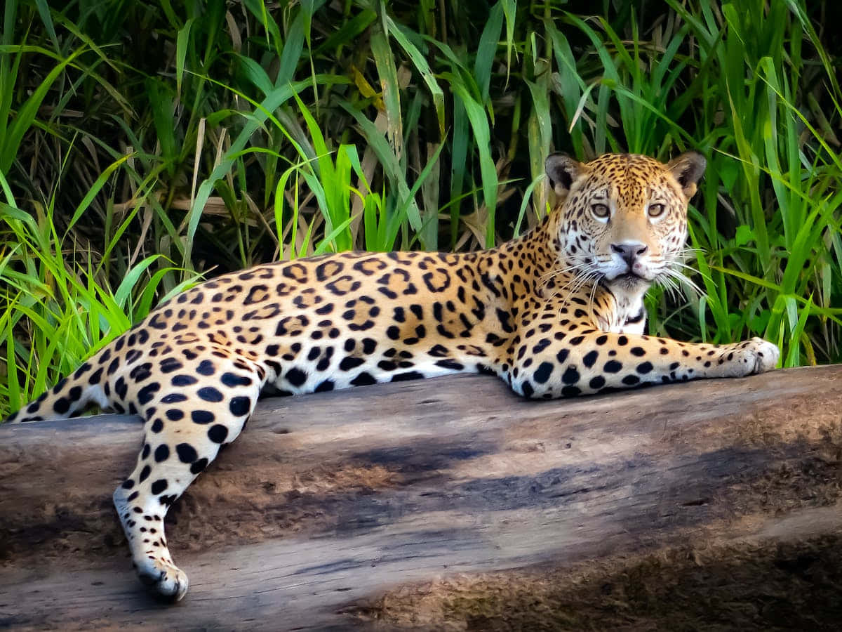 Jaguar 桌布 壁紙 — 一隻雄偉的美洲豹，擁有金色皮毛和黑色玫瑰斑紋，威風凜凜地躺在被茂密綠草環繞的風化木頭上。