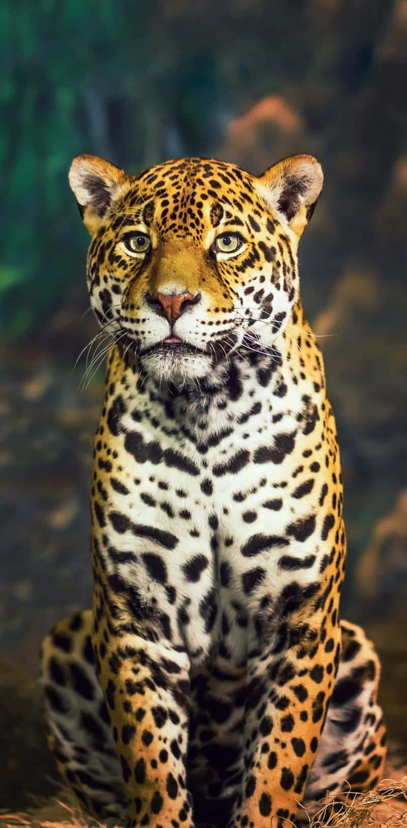 Jaguar 桌布 壁紙 — 一隻雄偉的美洲豹，擁有金色皮毛和黑色玫瑰斑紋，警覺地坐著，直視觀眾，背景是茂密的綠色叢林。